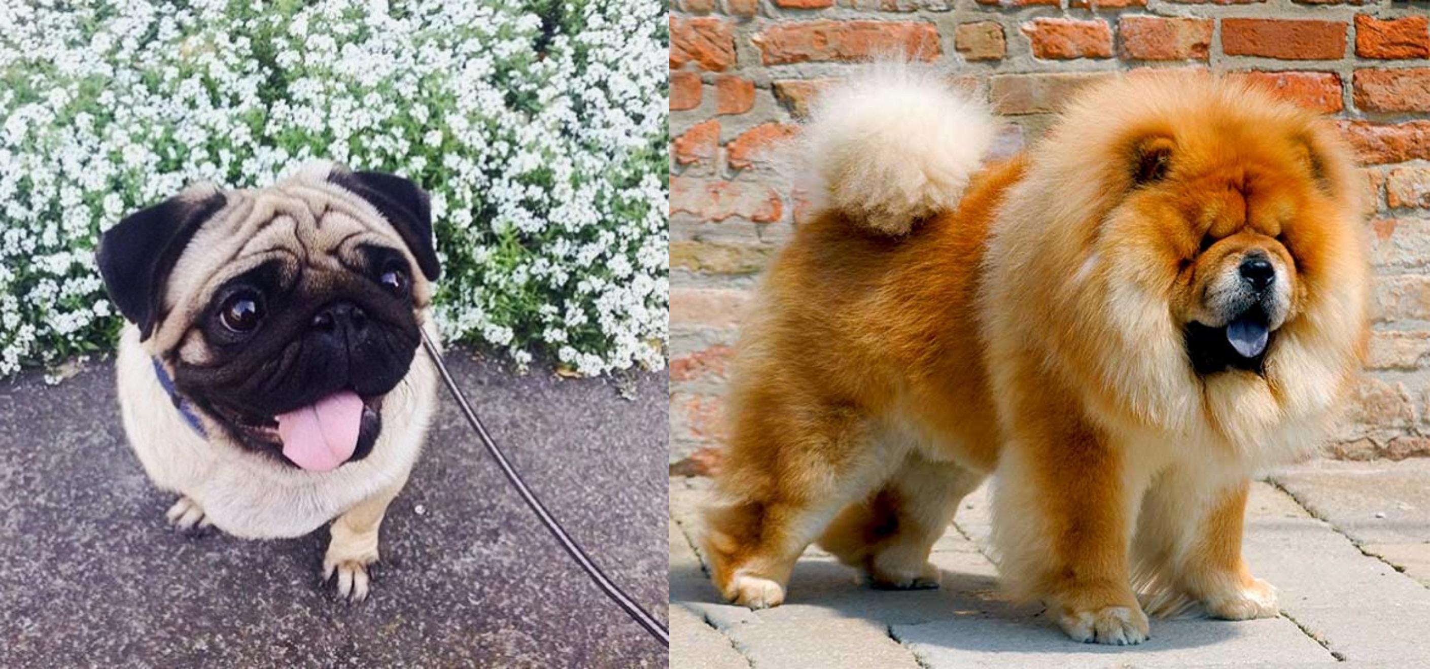 chow chow and pug