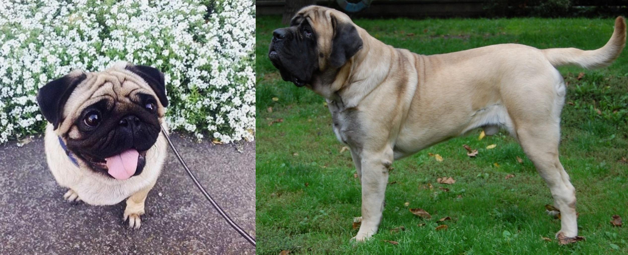 Pug Vs English Mastiff Breed Comparison Mydogbreeds