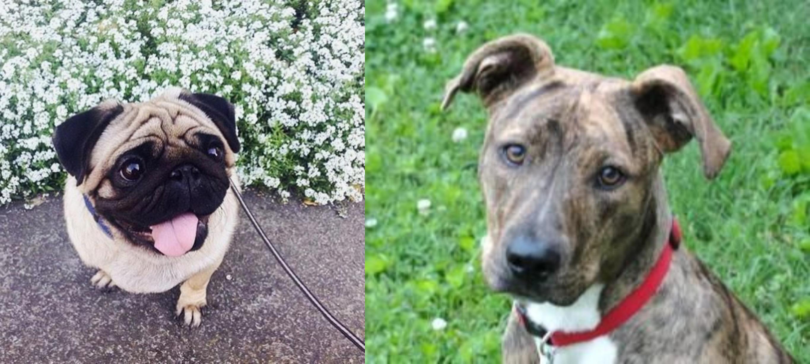 mountain cur mastiff mix