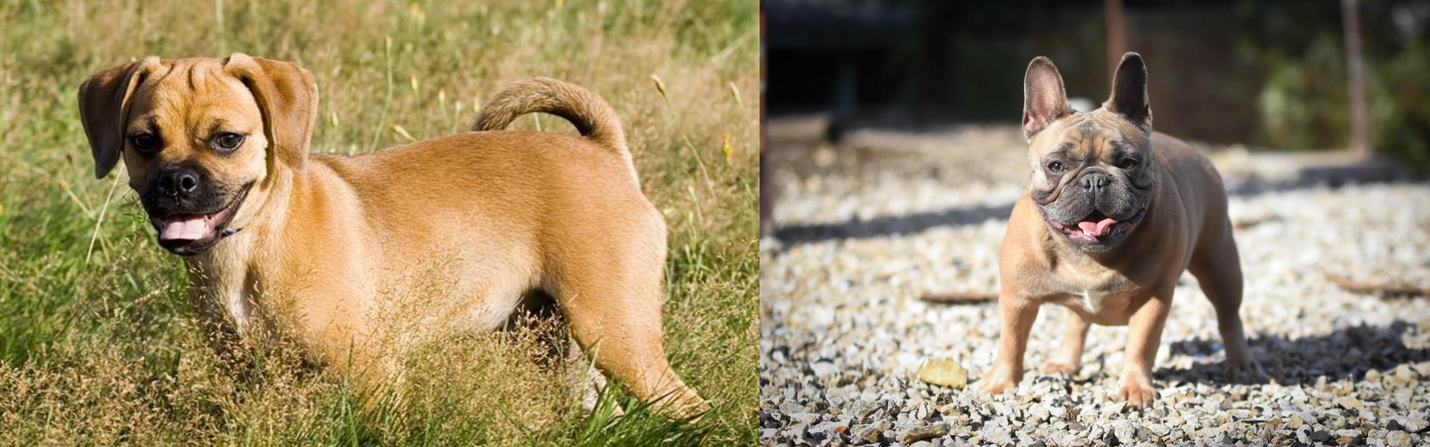 Puggle Vs French Bulldog Breed Comparison Mydogbreeds