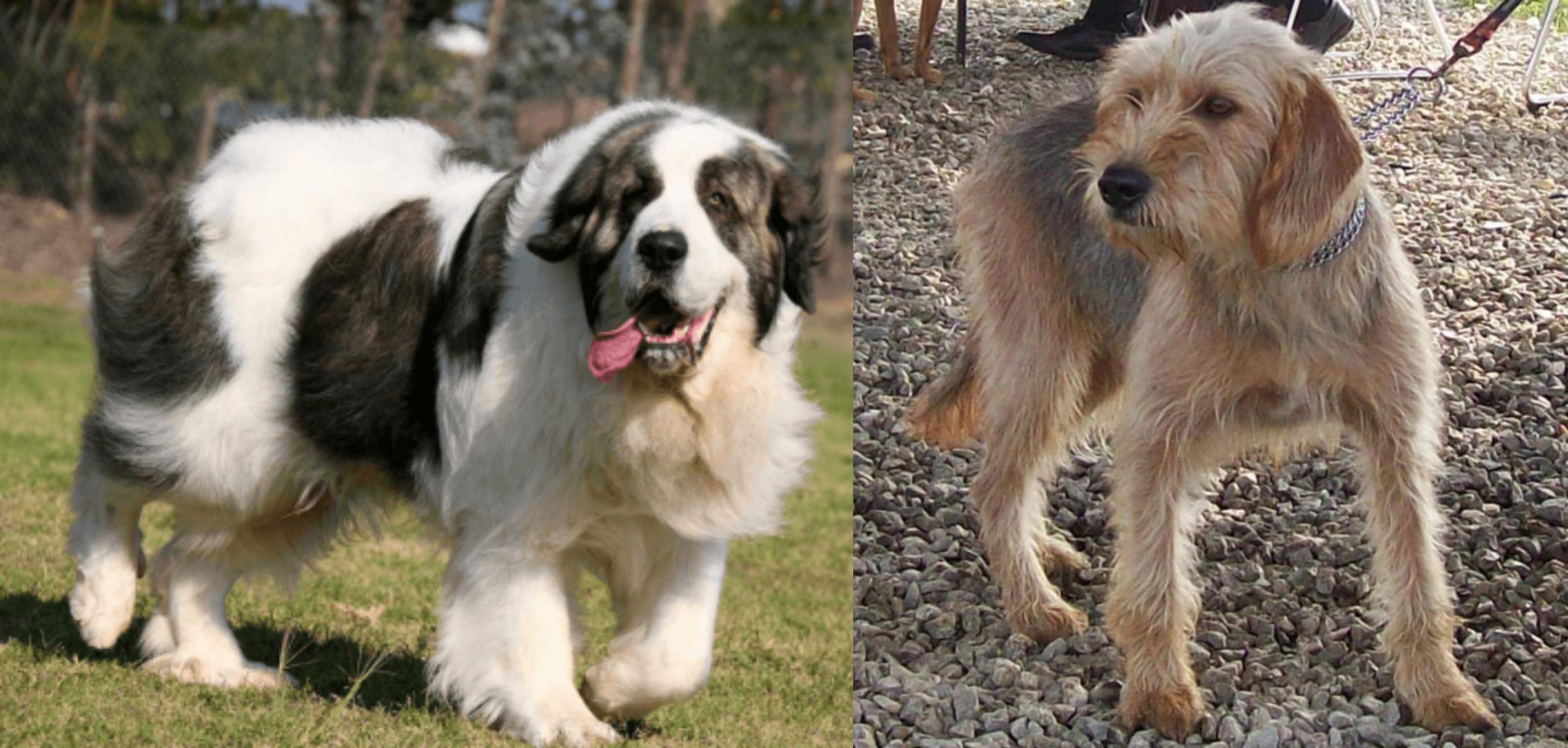 Pyrenean Mastiff Vs Bosnian Coarse Haired Hound Breed Comparison