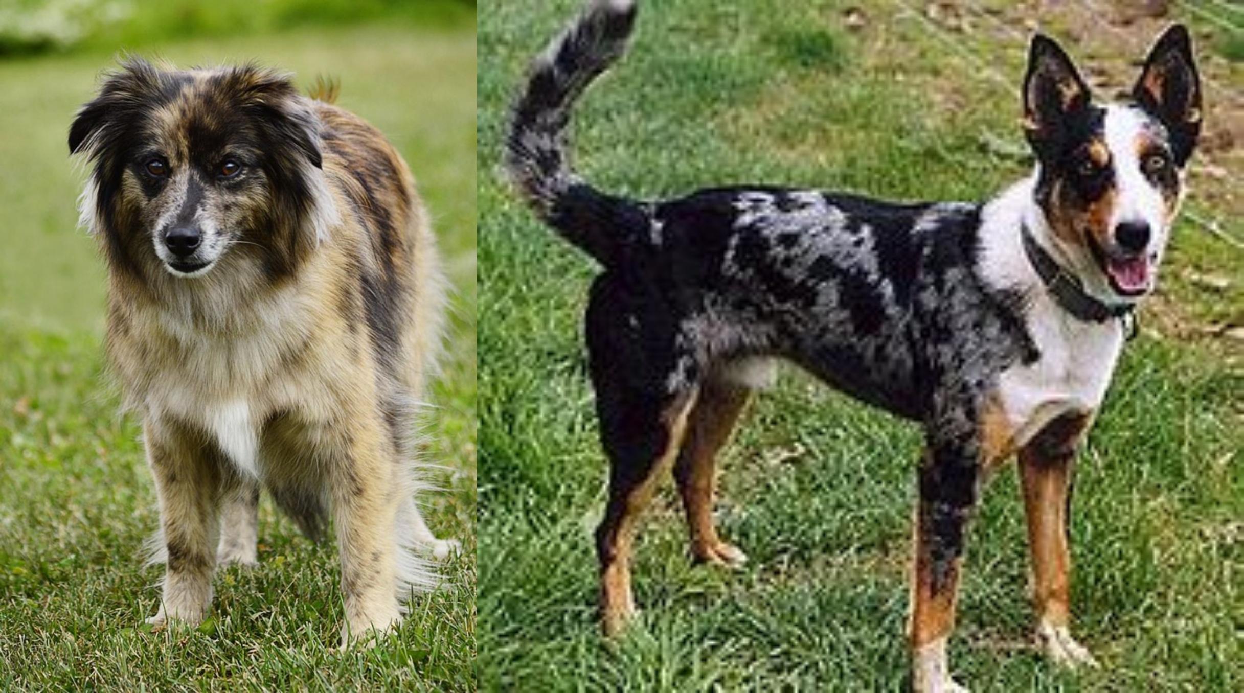 Pyrenean Shepherd Vs German Coolie Breed Comparison