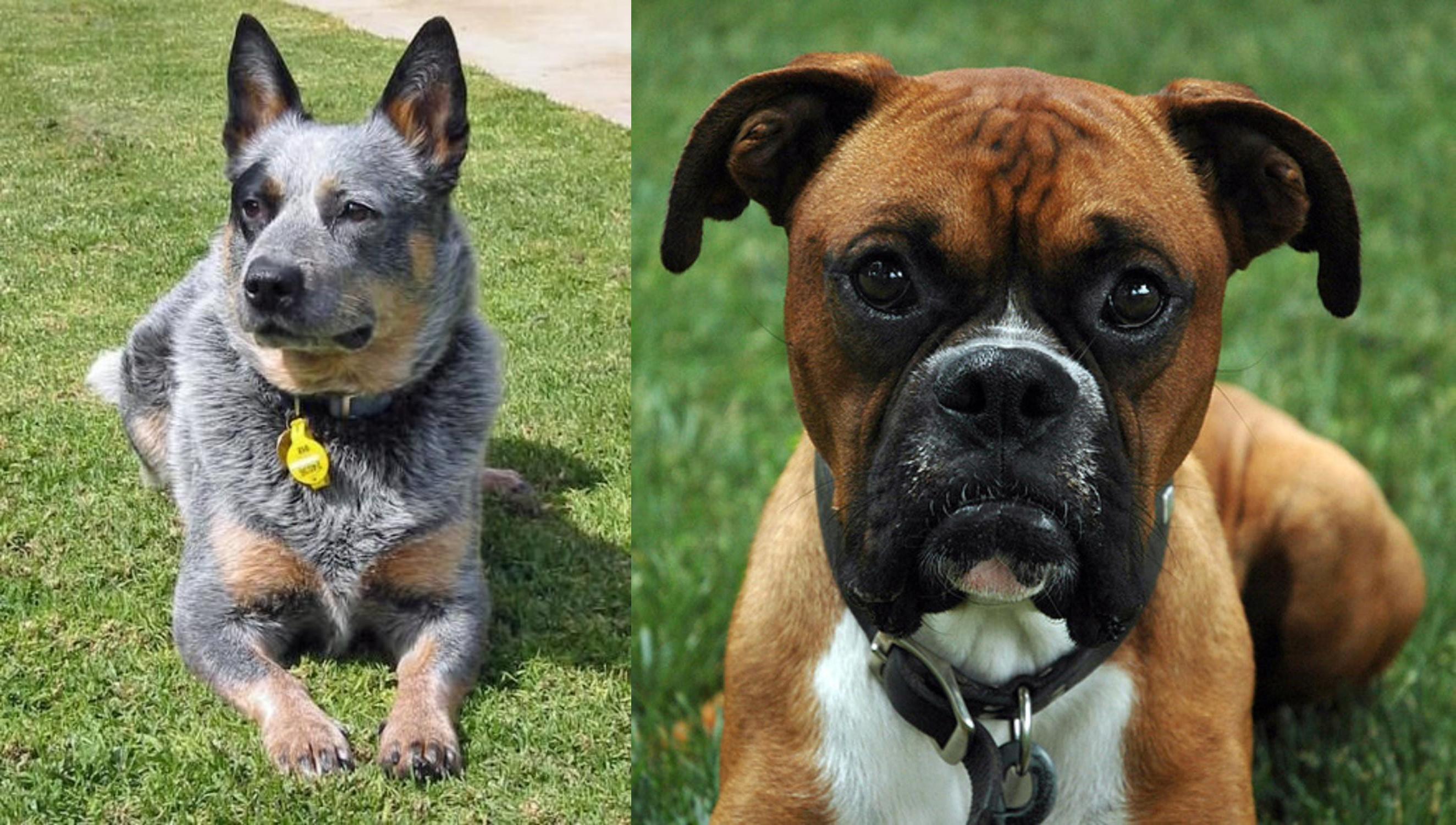 boxer heeler mix puppies for sale