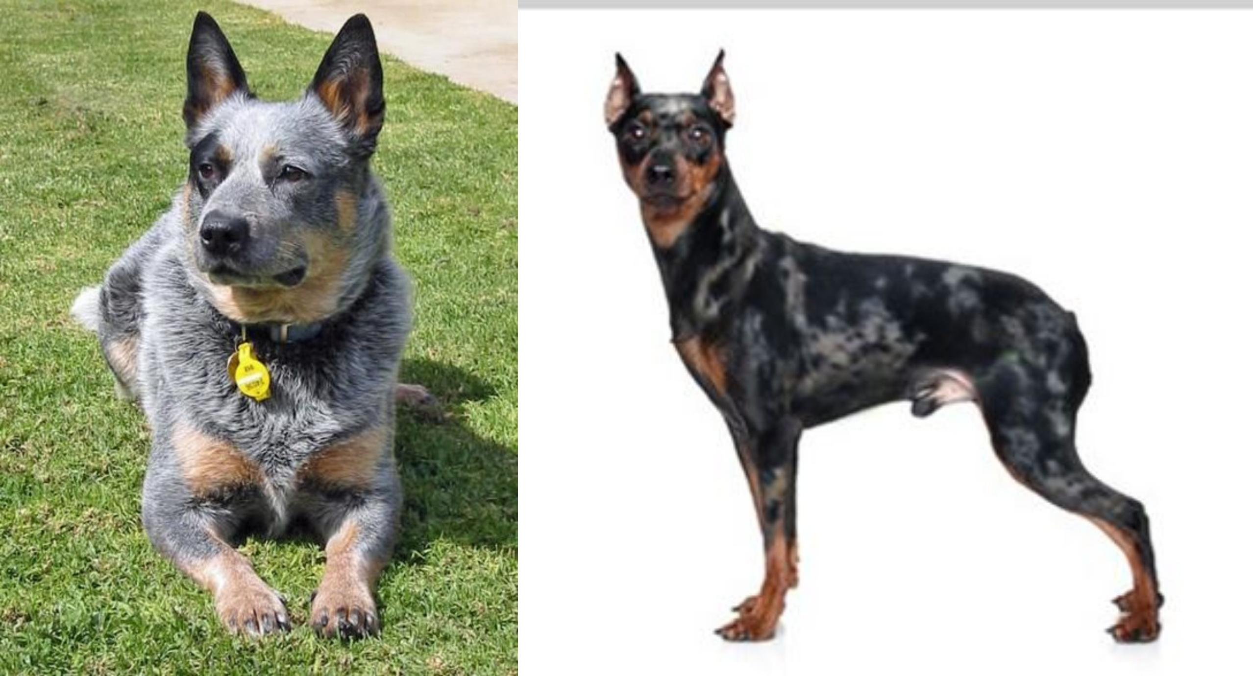 pinscher merle