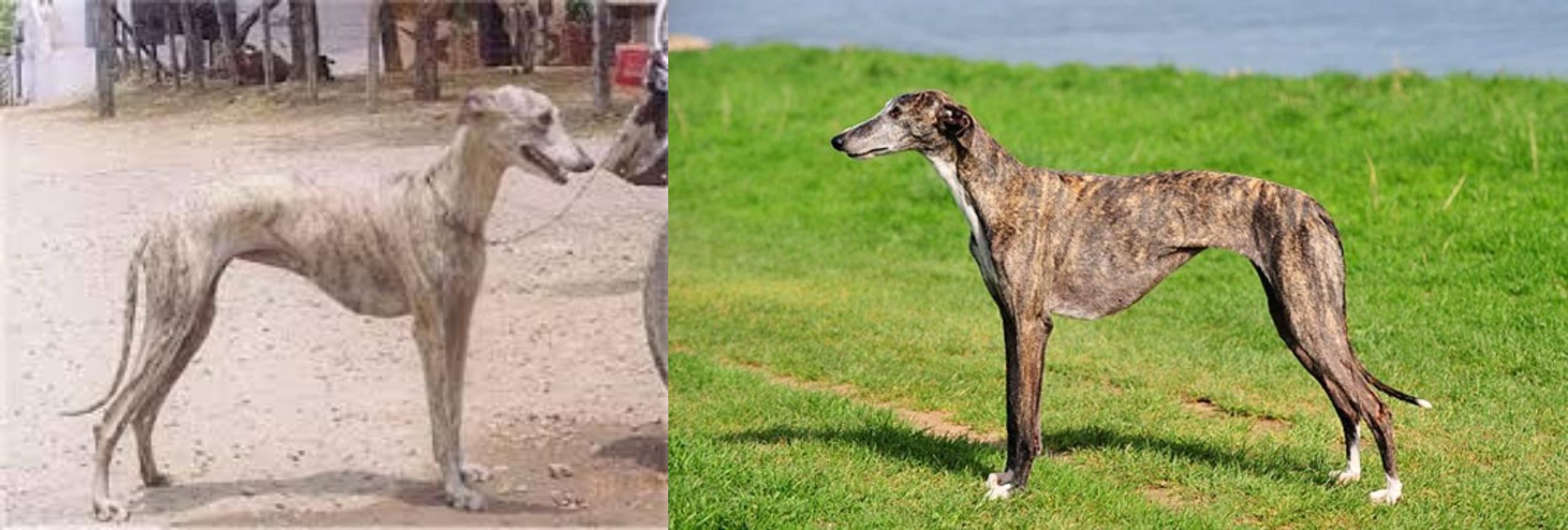 Rampur Greyhound vs Galgo Espanol 
