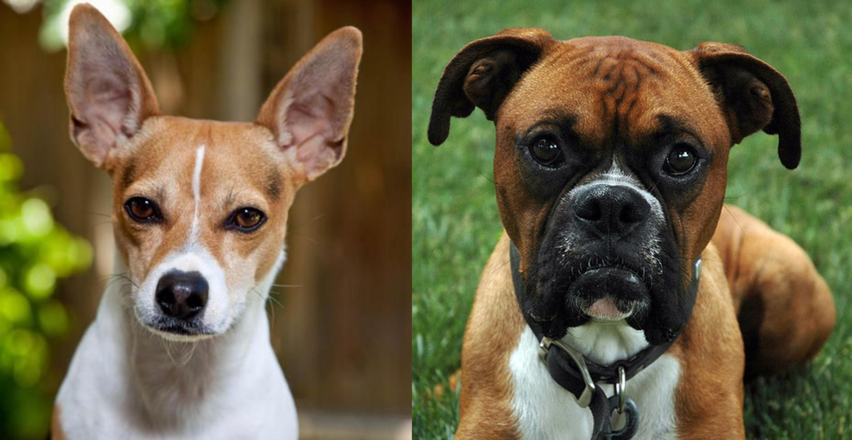 Rat Terrier Vs Boxer Breed Comparison Mydogbreeds