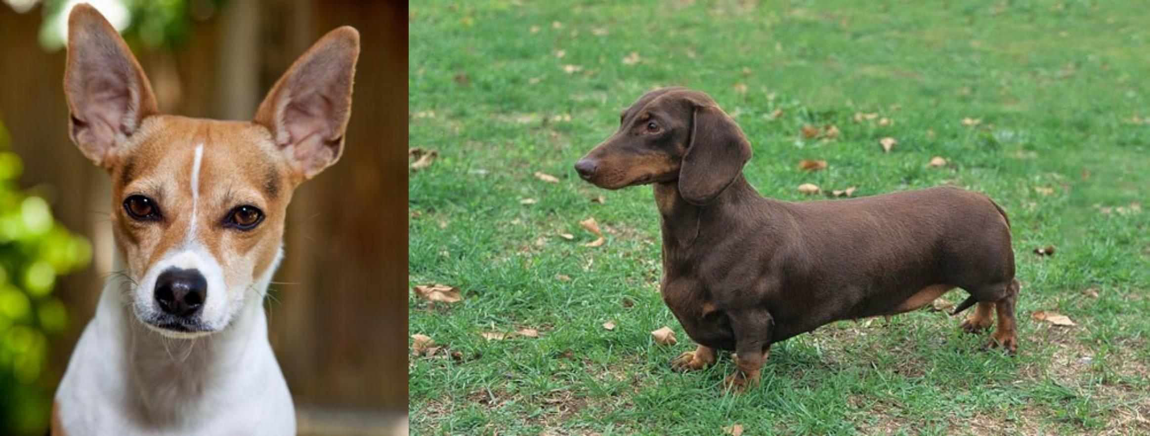 Rat Terrier vs Dachshund Breed Comparison MyDogBreeds