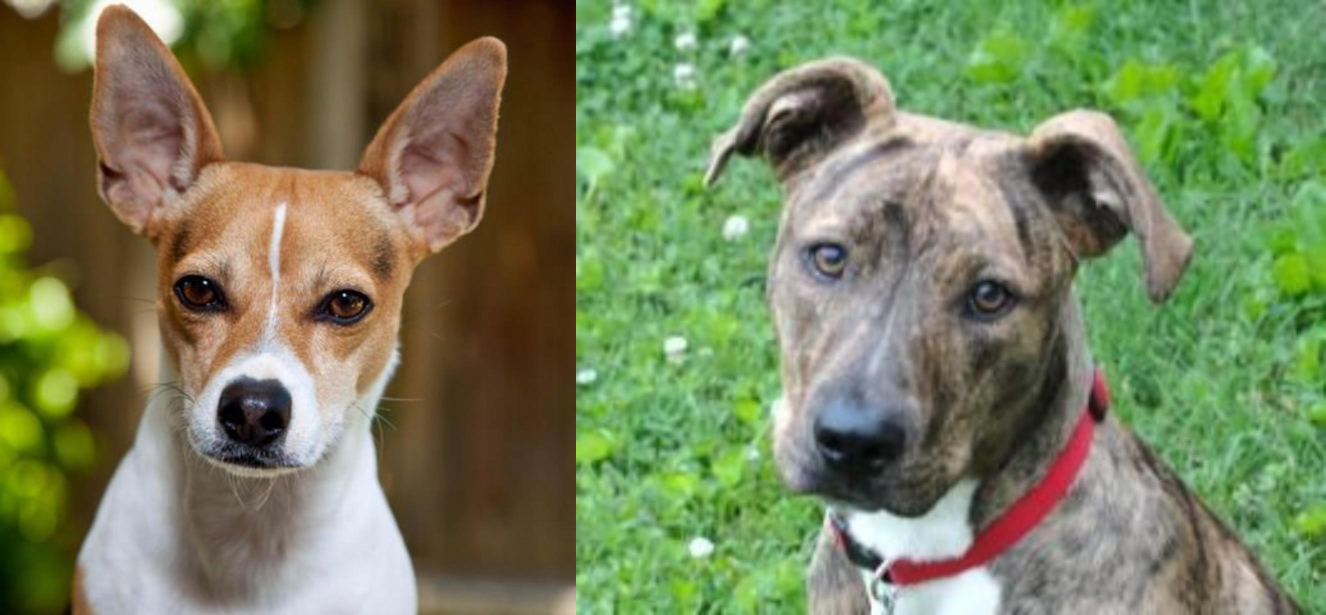 Rat Terrier Vs Mountain Cur Breed Comparison Mydogbreeds
