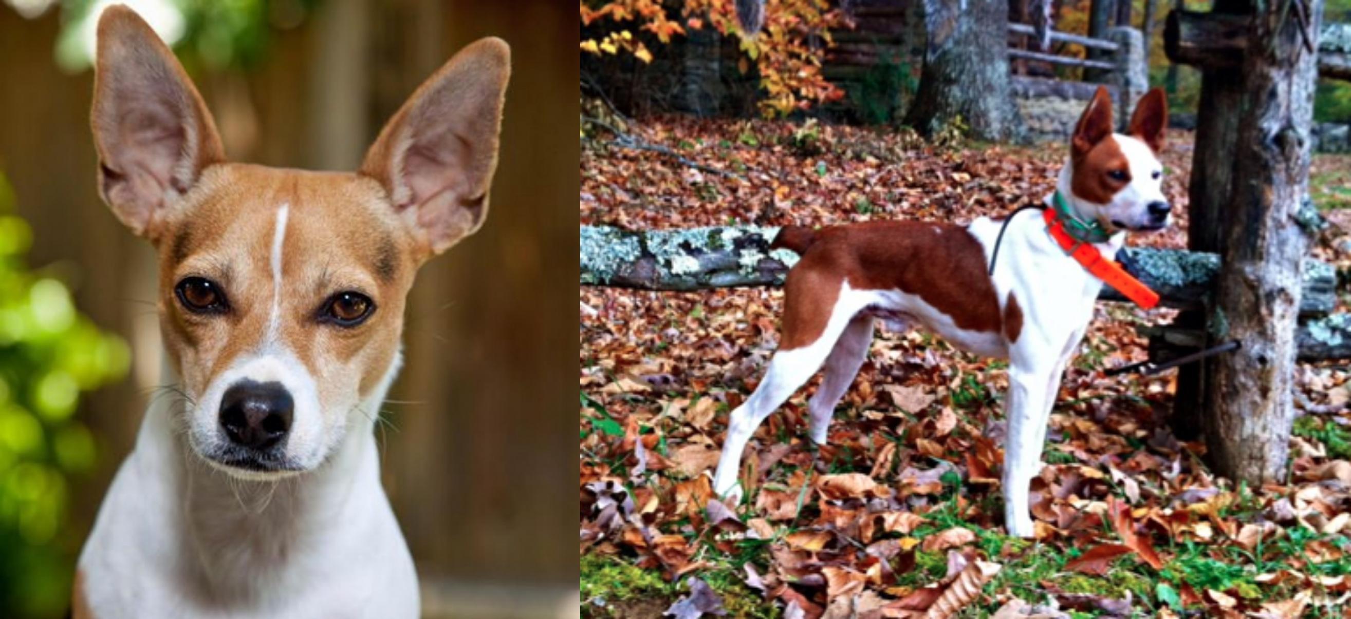 Rat Terrier Vs Mountain Feist Breed Comparison Mydogbreeds