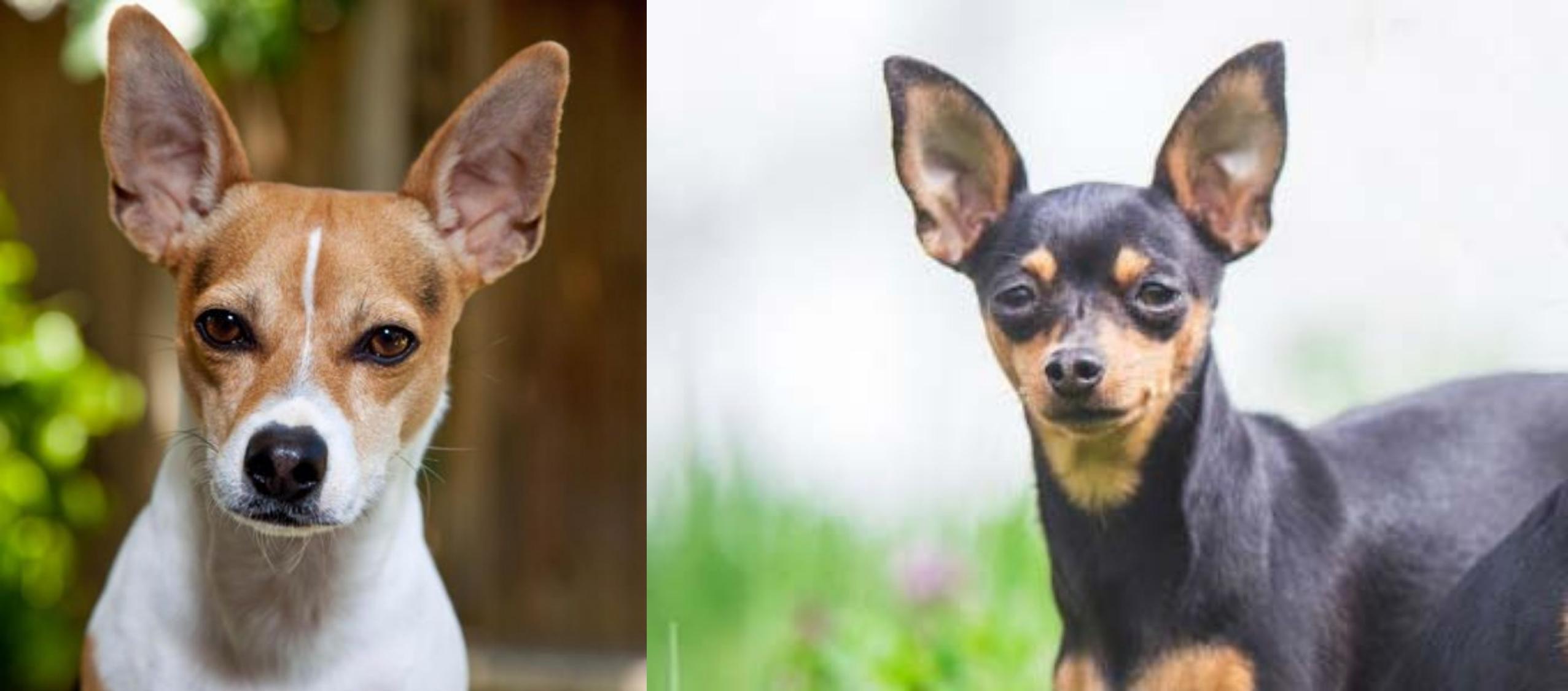 Deer Head Min Pin Chihuahua Rat Terrier Mix Jack Russell Terrier