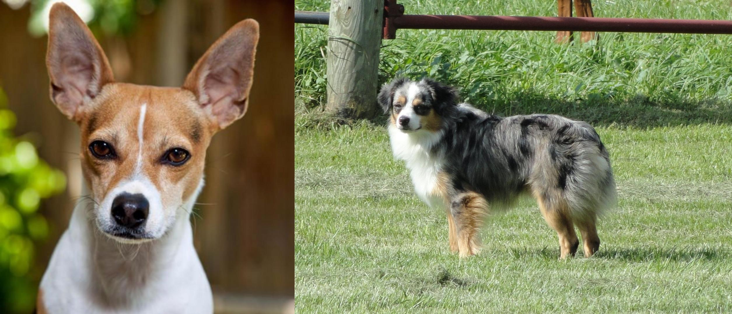 Toy Australian Shepherd vs Rat Terrier Breed Comparison