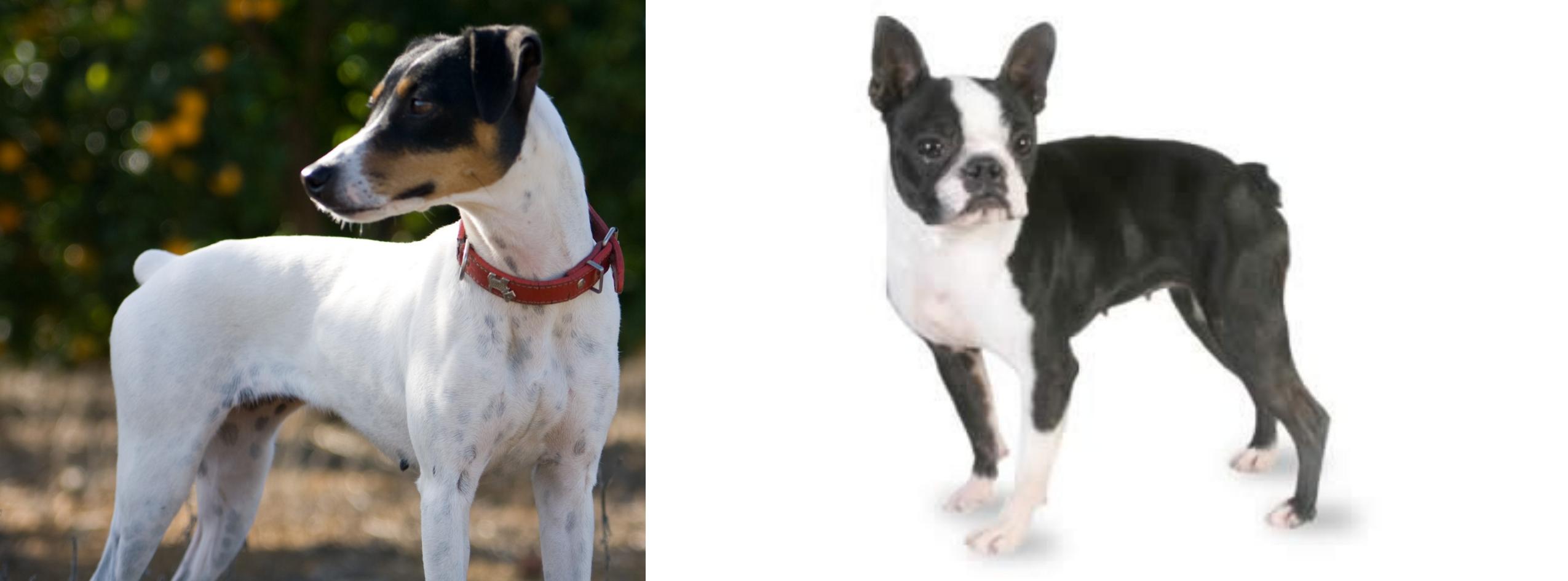 Ratonero Bodeguero Andaluz Vs Boston Terrier Breed Comparison