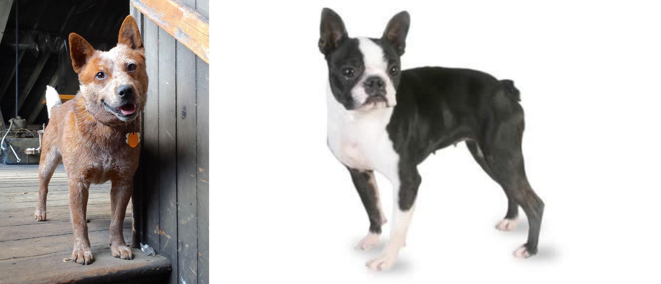 red heeler boston terrier mix