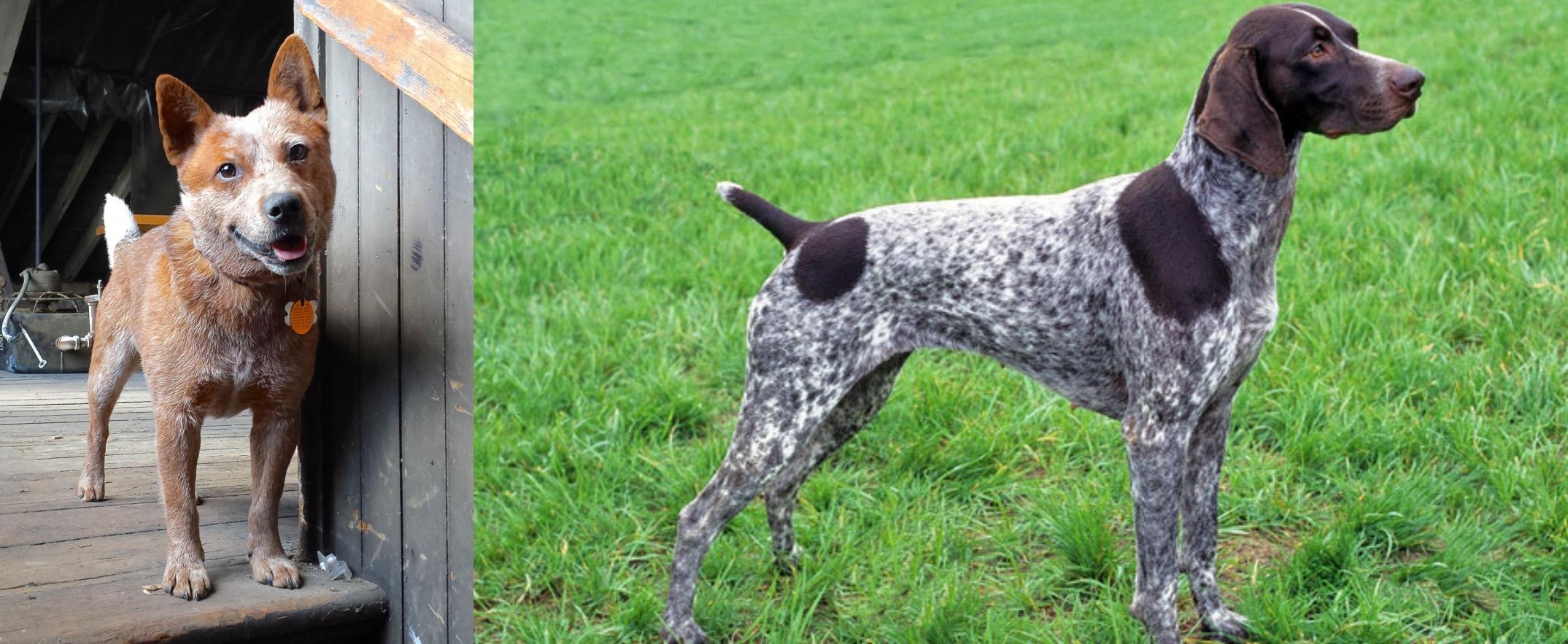 Red Heeler Vs German Shorthaired Pointer Breed Comparison