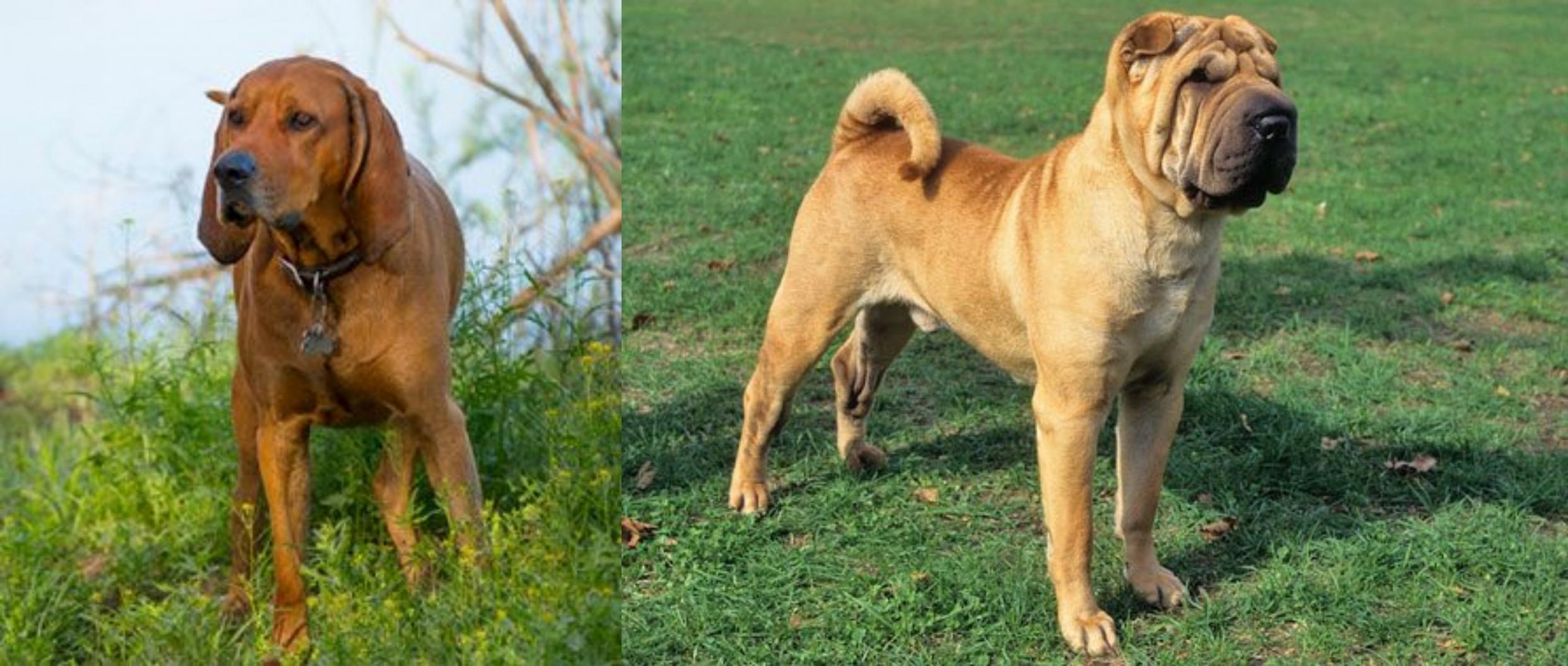 shar pei and hound mix