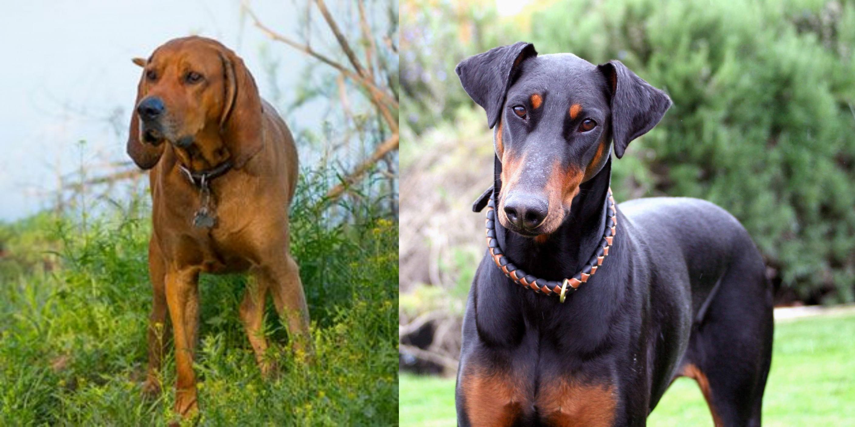 Redbone Coonhound vs Doberman Pinscher 