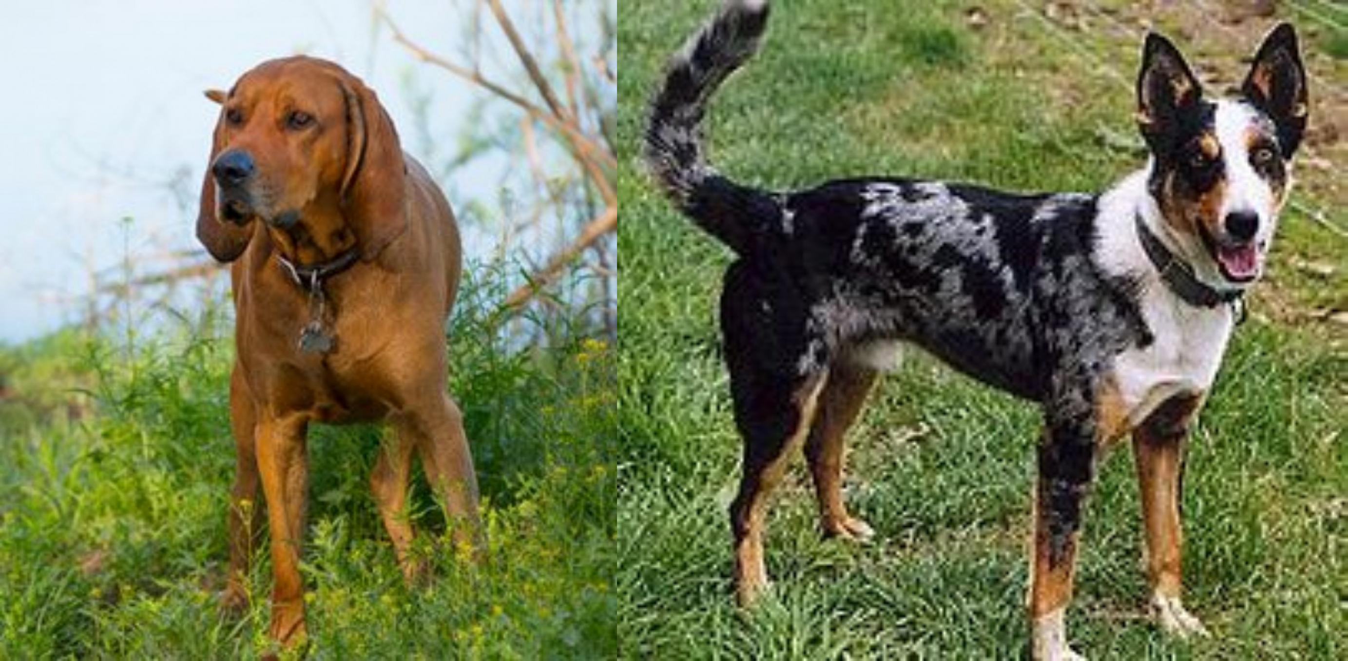 Redbone Coonhound And German Shepherd Mix - Cute of Animals Redbone Hound M...