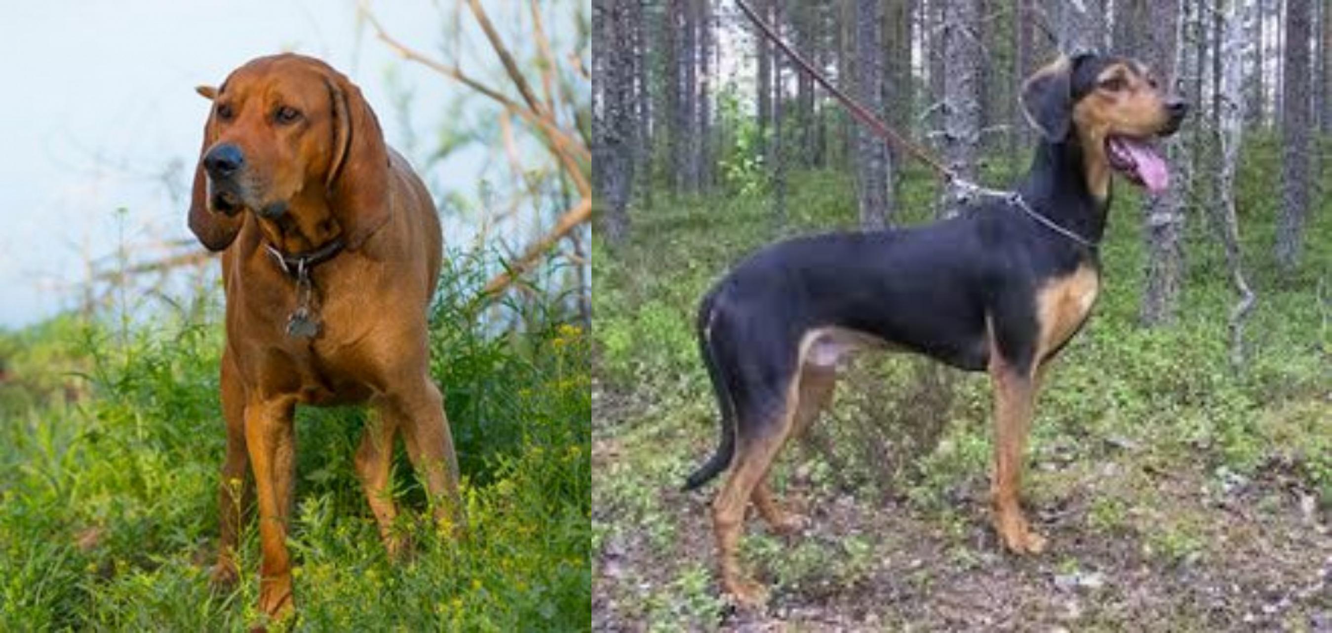 Redbone Coonhound Vs Greek Harehound Breed Comparison