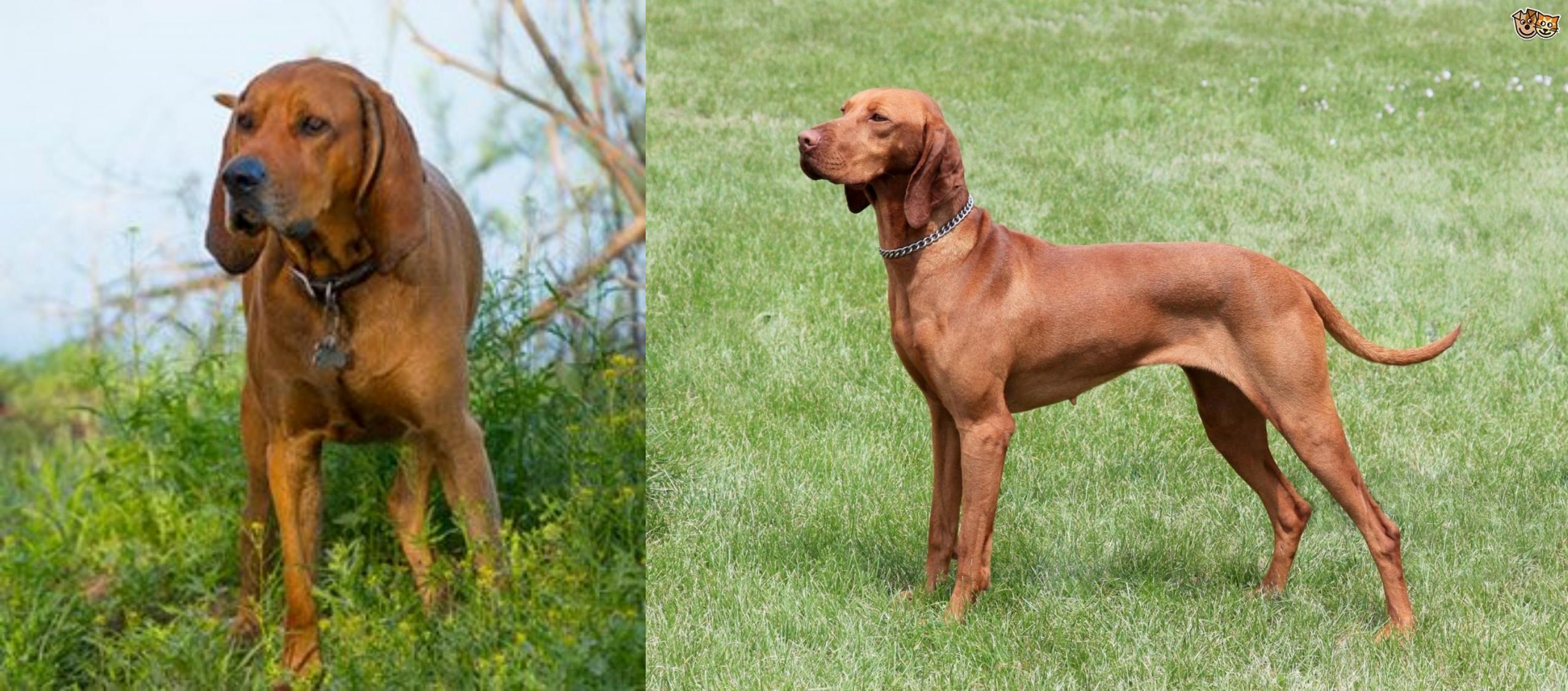 Redbone Coonhound Dog Breed Information Redbone Coonhound - Wikipedia Redbo...