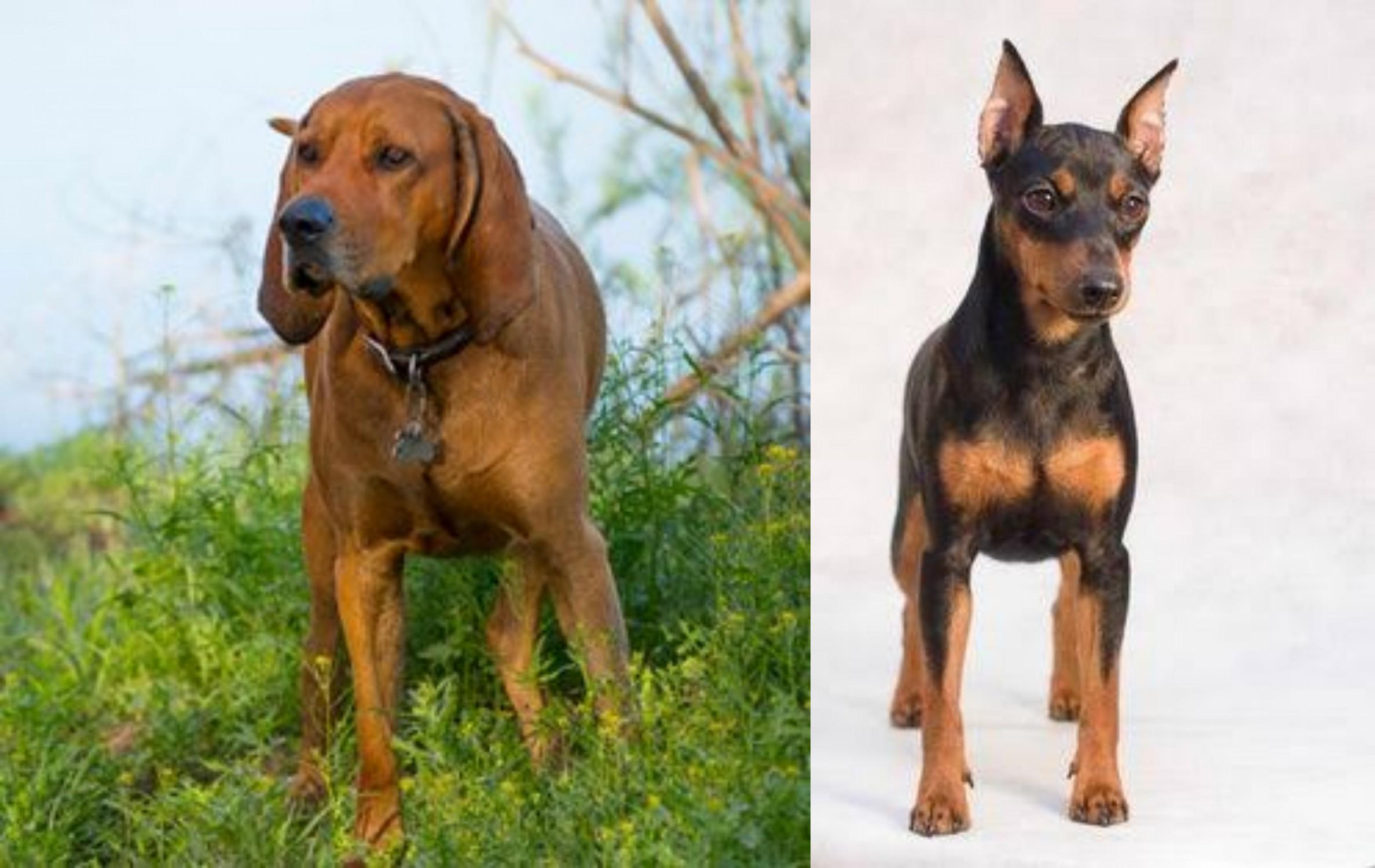 Redbone Coonhound vs Miniature Pinscher 