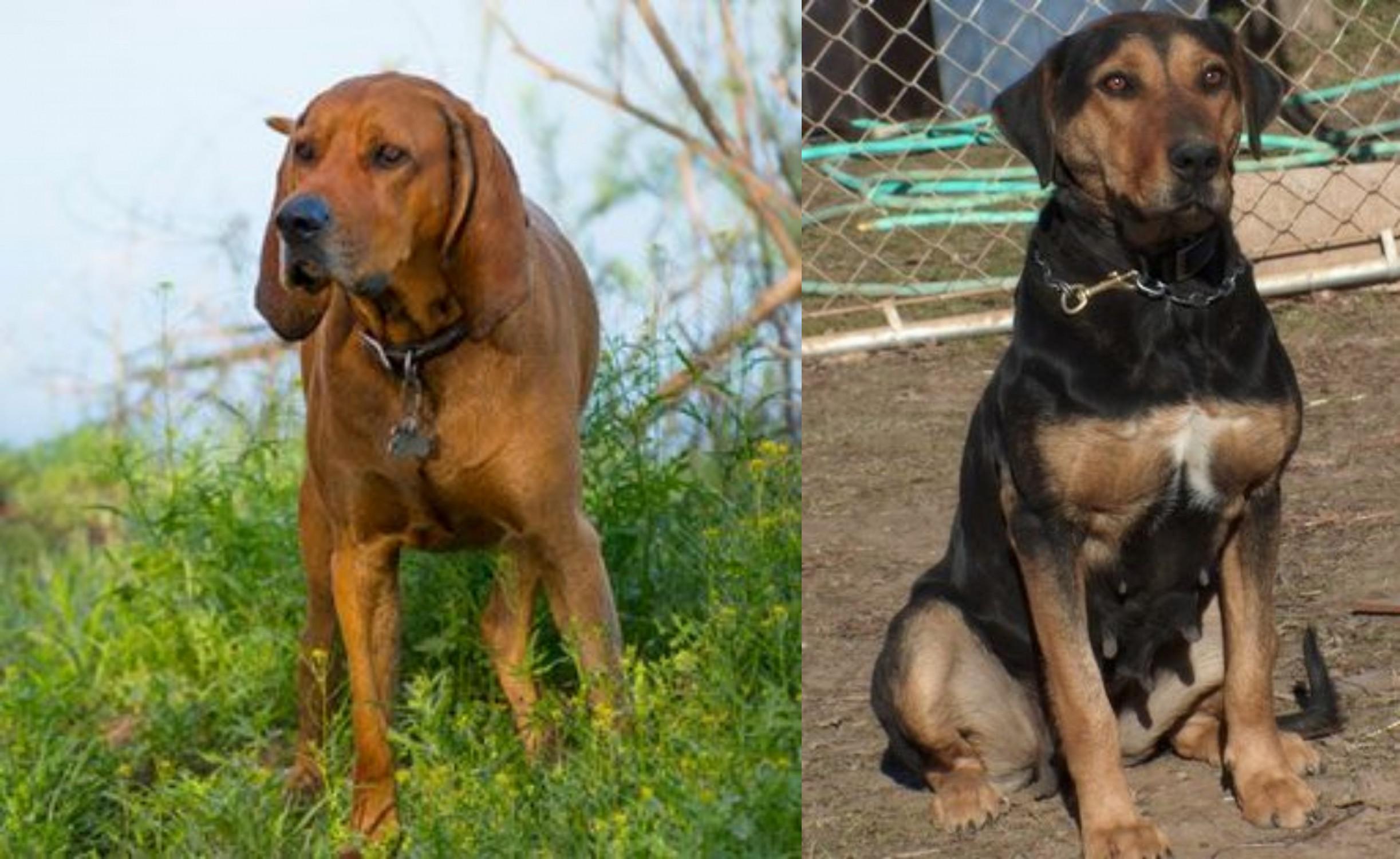 Redbone Coonhound And Golden Retriever Mix Cute of Animals