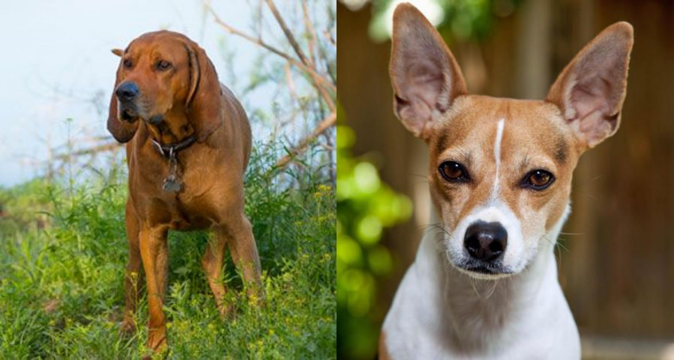 coonhound terrier mix