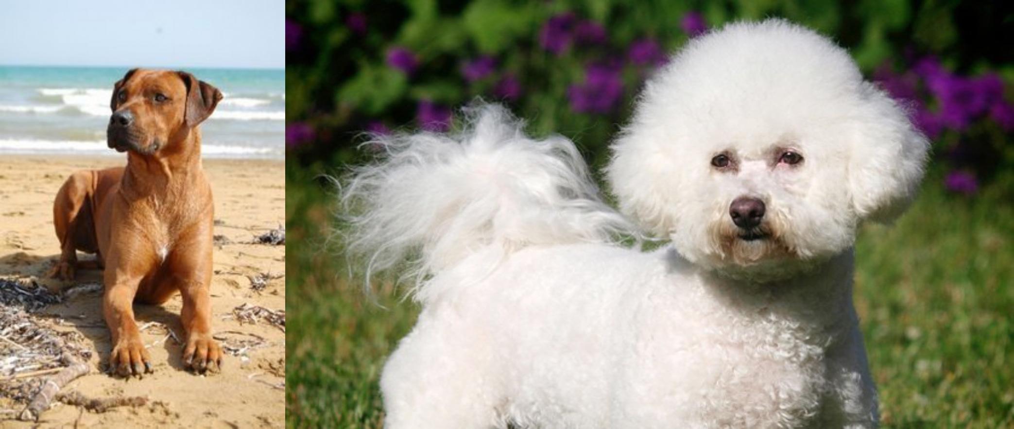 bichon frise español