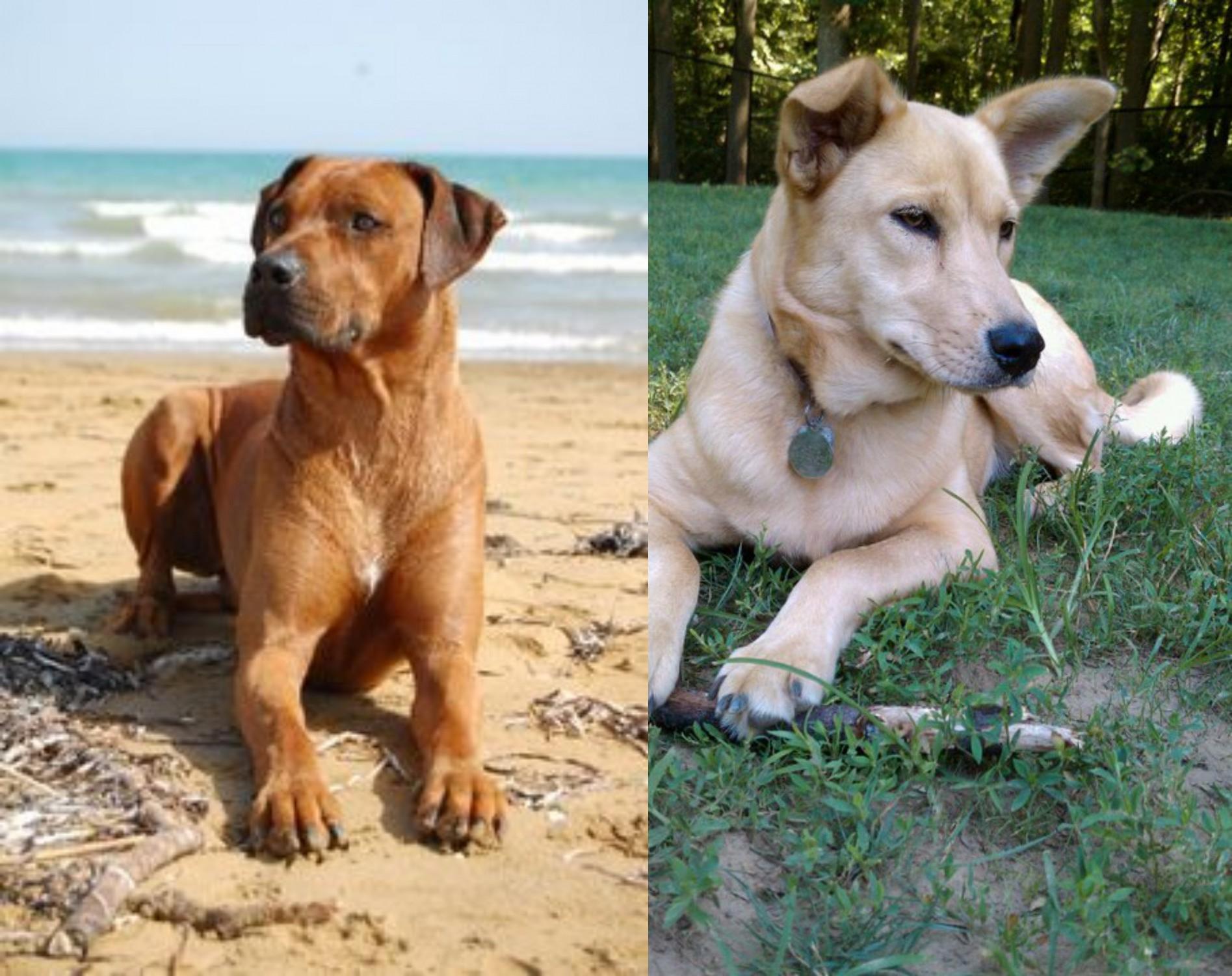 Rhodesian Ridgeback Vs Carolina Dog Breed Comparison