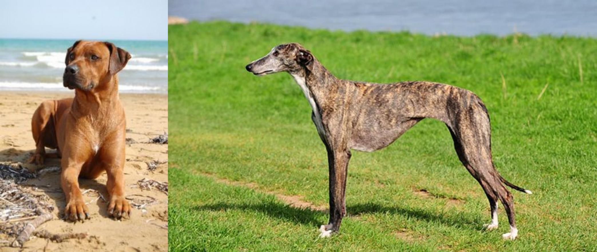 cat gingerbread house
