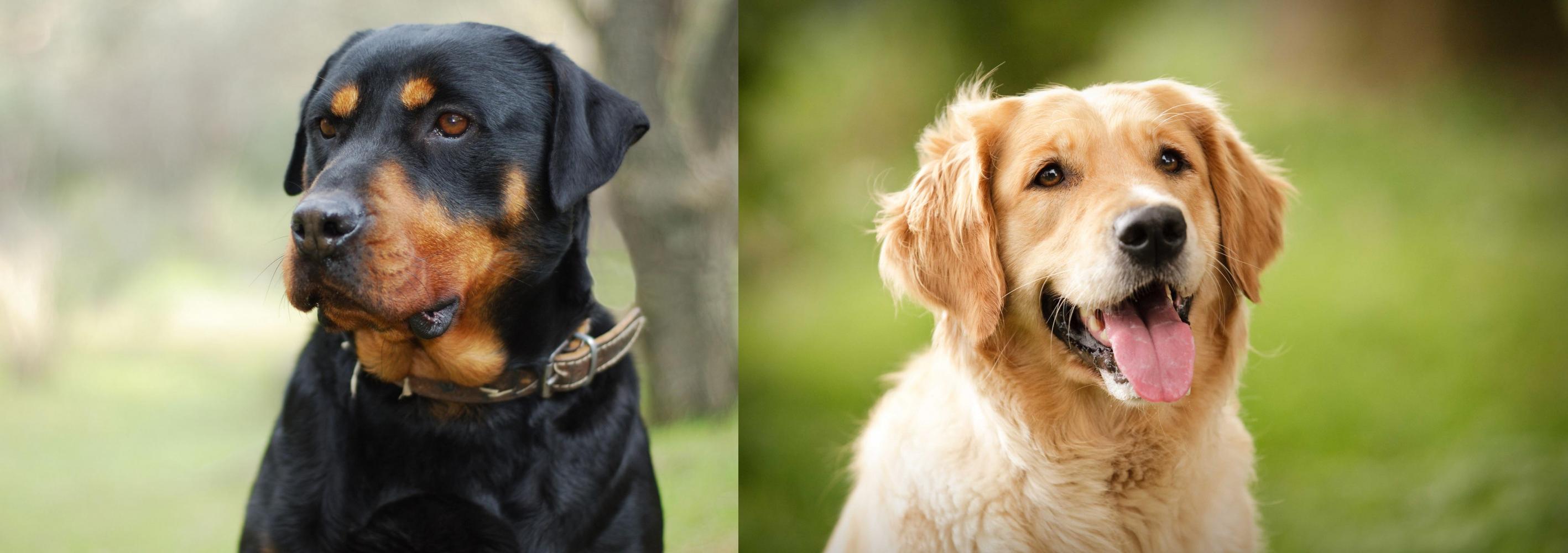 Rottweiler vs Golden Retriever - Breed 