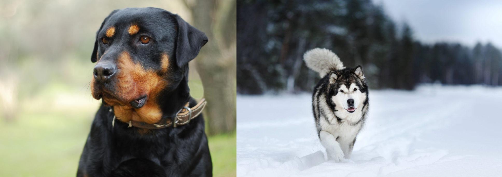 Rottweiler is originated from Germany but Siberian Husky is originated from...