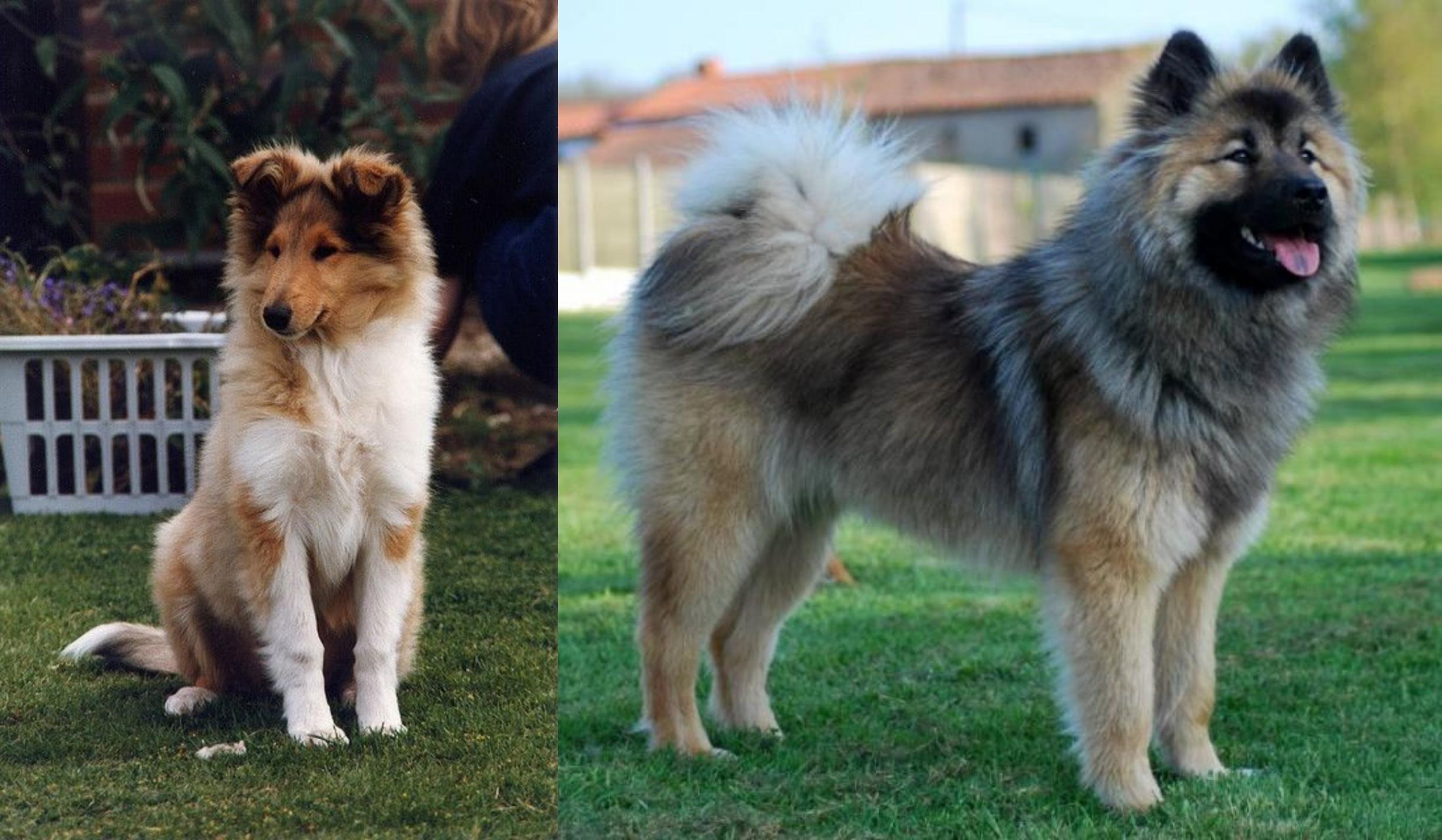 rough collie samoyed mix