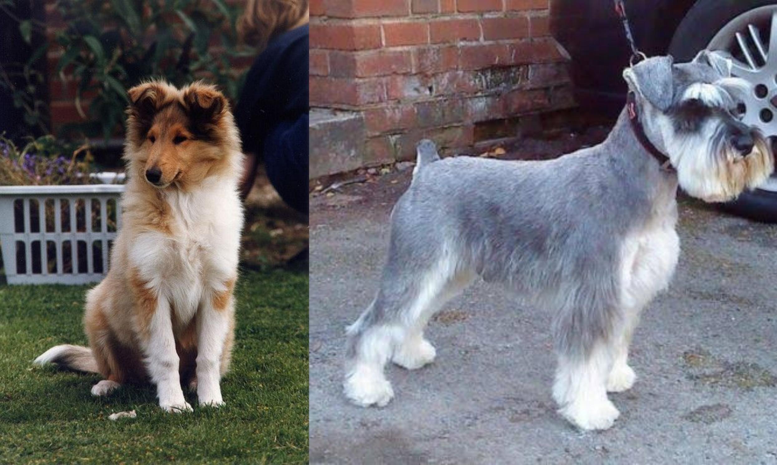 briard schnauzer mix