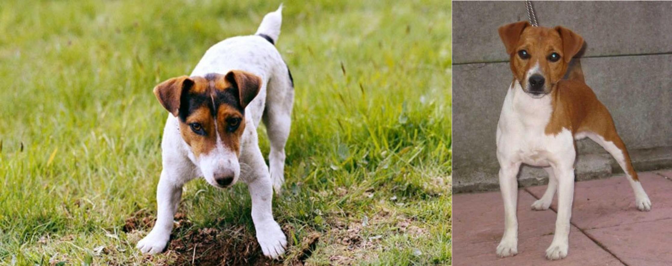 Russell Terrier Vs Plummer Terrier Breed Comparison