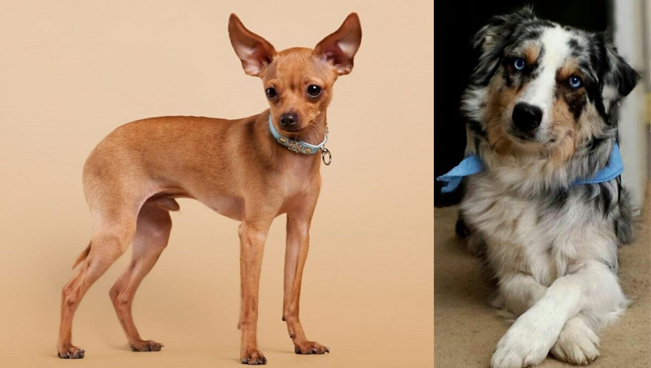 Russian Toy Terrier Vs Australian Collie Breed Comparison