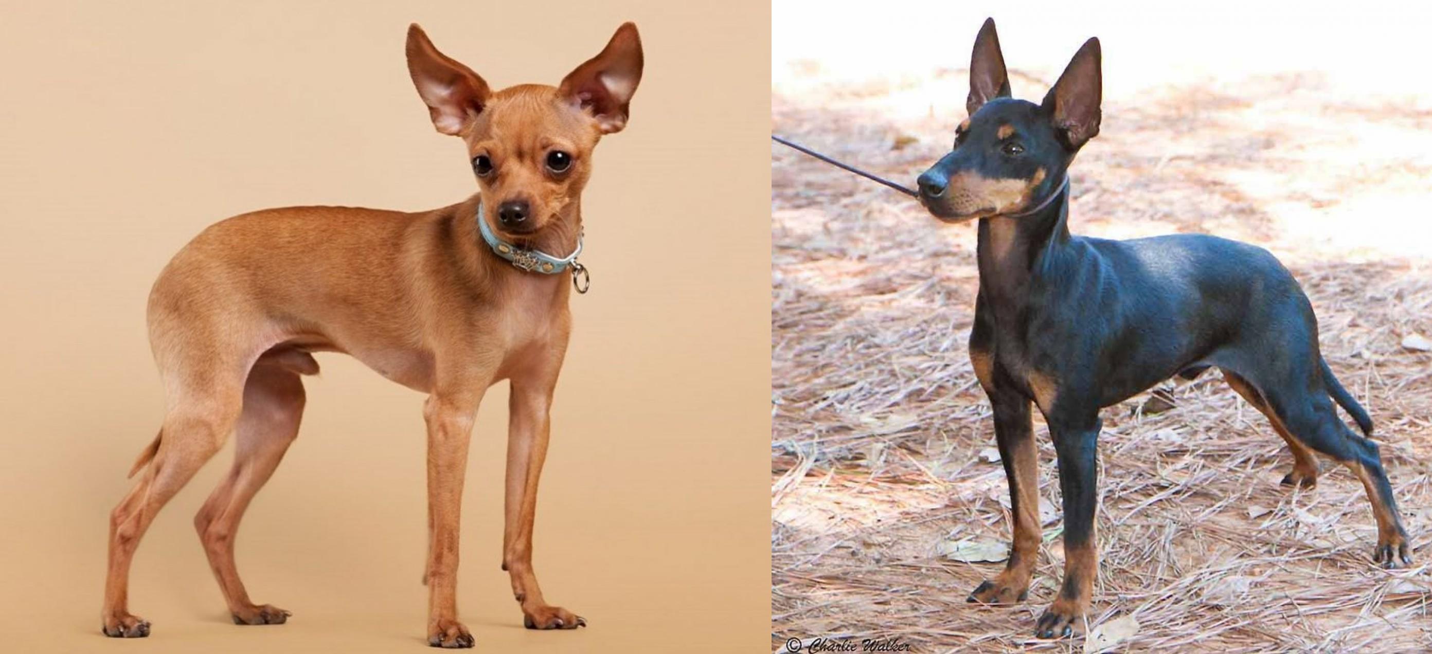 Russian Toy Terrier Vs English Toy Terrier Black Tan Breed Comparison