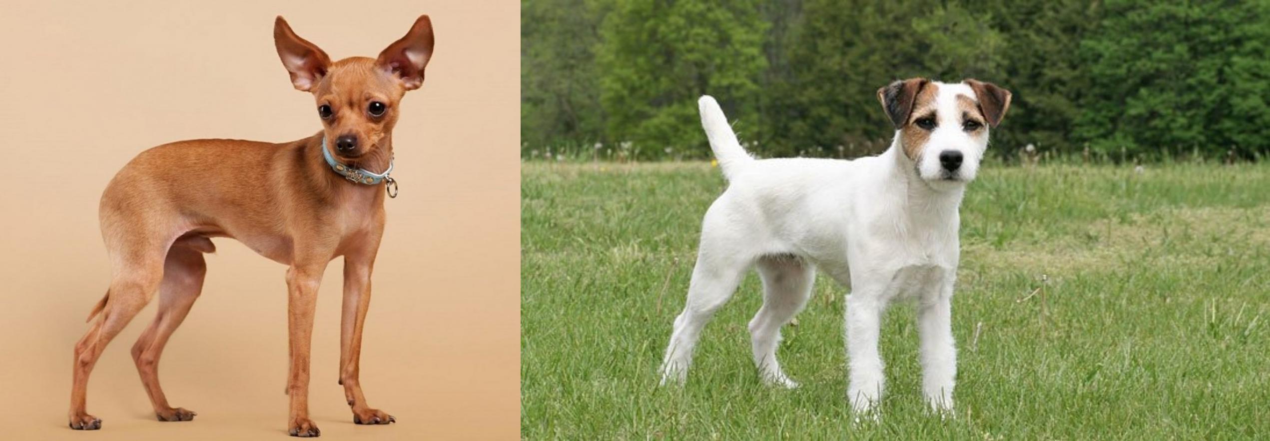 toy jack russell terrier