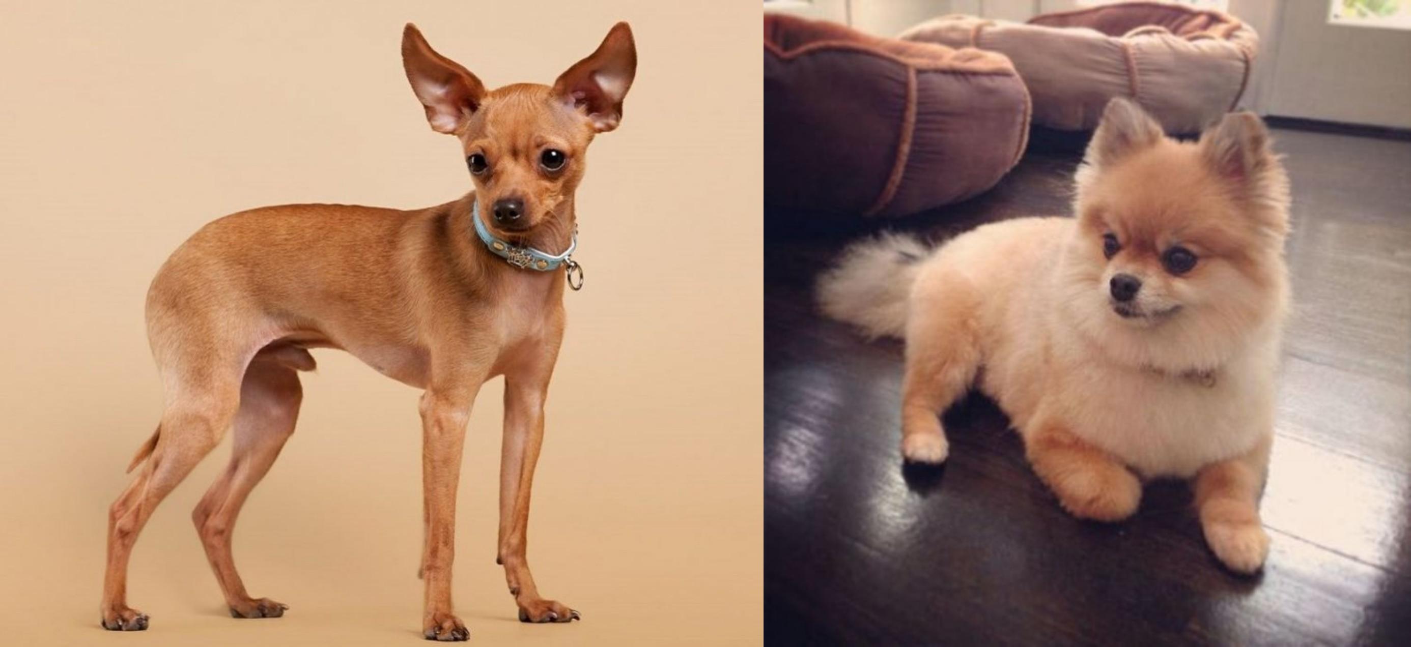 Russian Toy Terrier Vs Pomeranian Breed Comparison