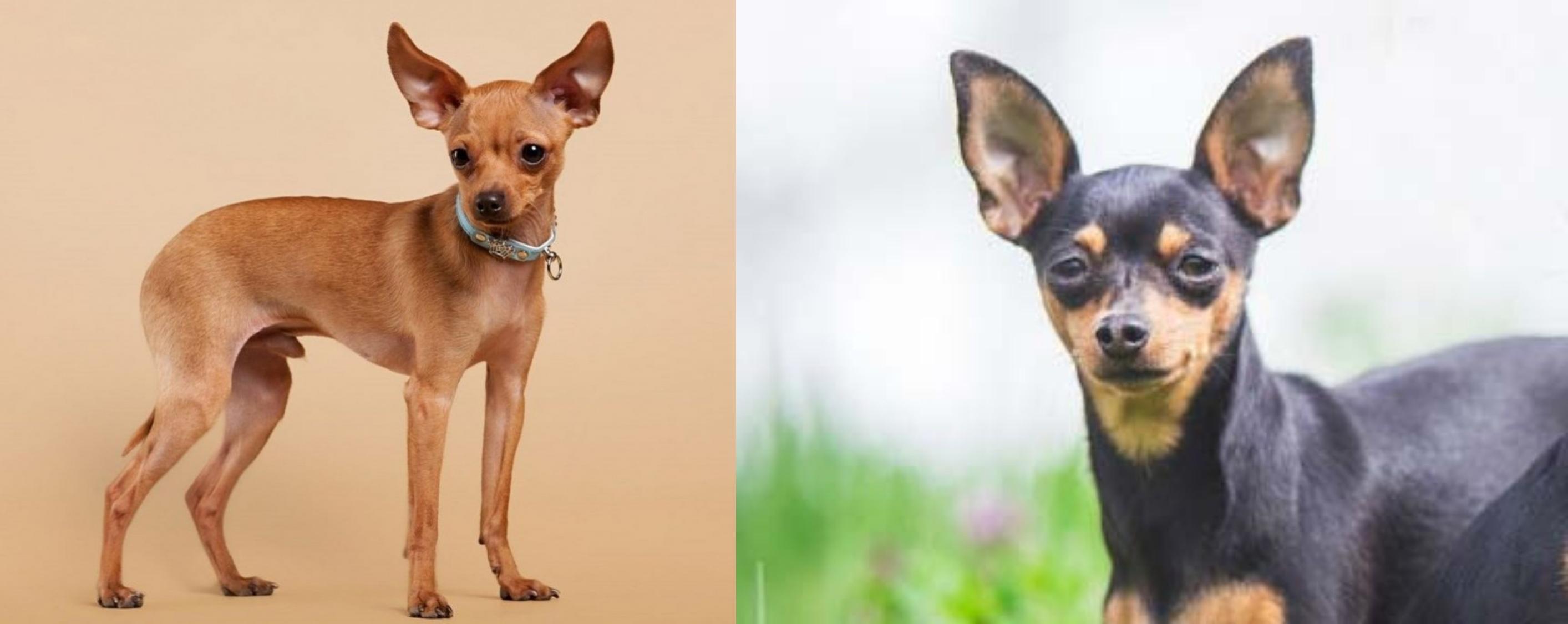 Russian Toy Terrier Vs Prazsky Krysarik Breed Comparison