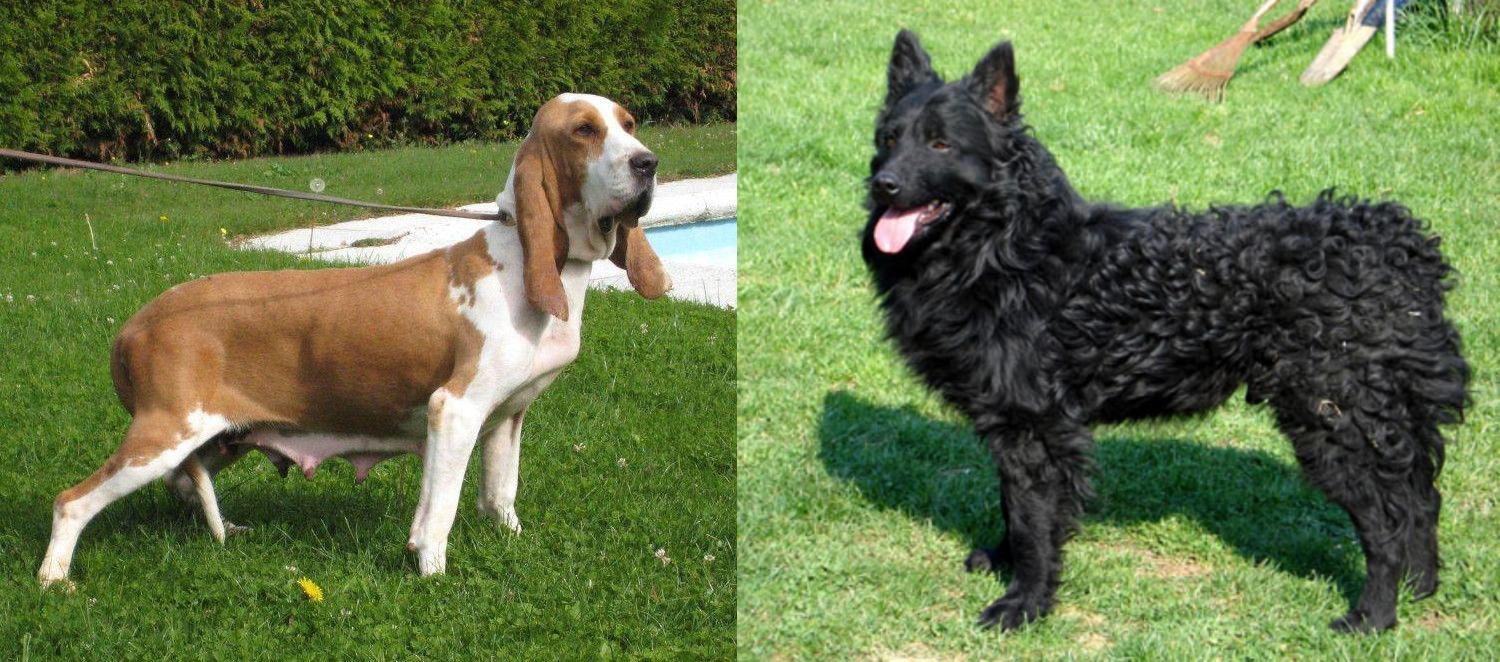 Sabueso Espanol Vs Croatian Sheepdog Breed Comparison