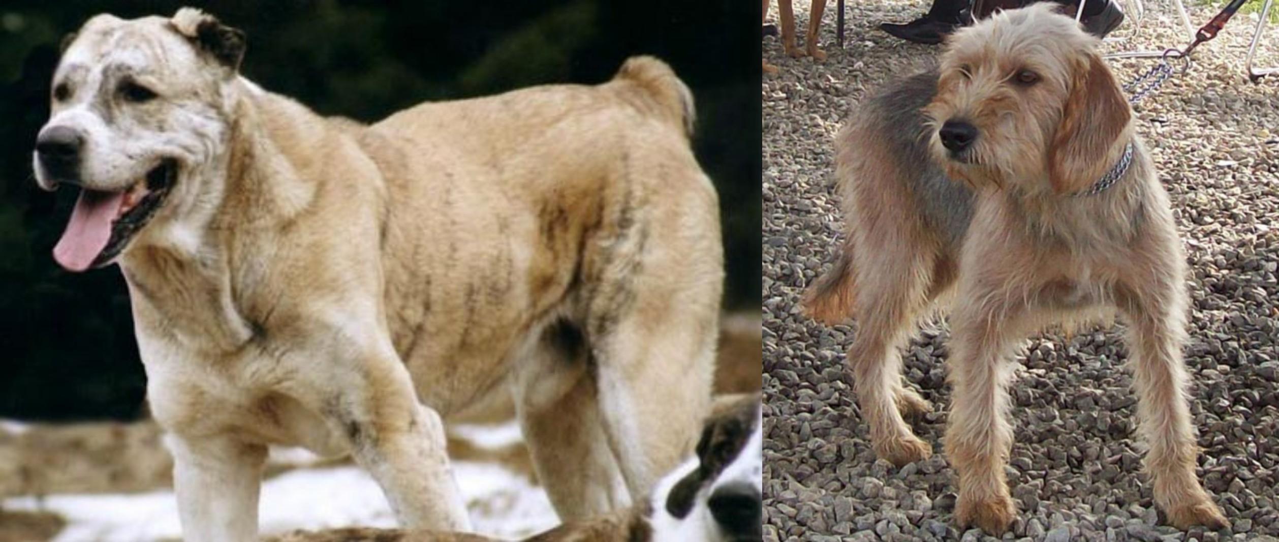 Sage Koochee Vs Bosnian Coarse Haired Hound Breed Comparison