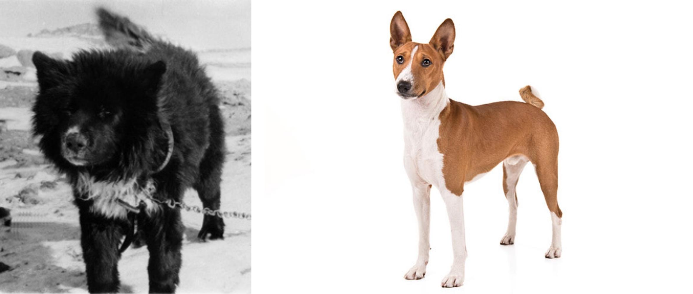 Sakhalin Husky Vs Basenji Breed Comparison Mydogbreeds