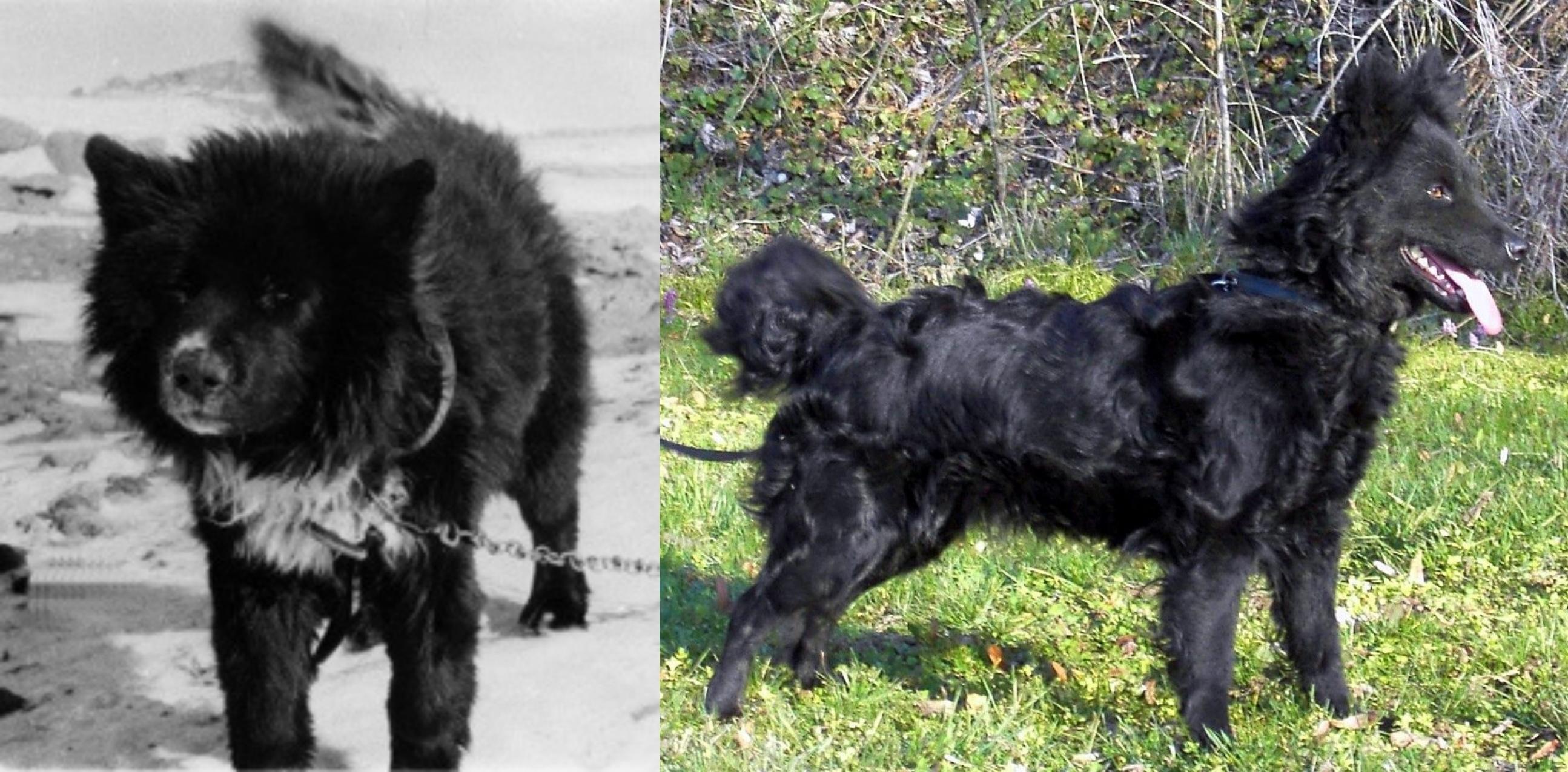 Sakhalin Husky Vs Mudi Breed Comparison Mydogbreeds