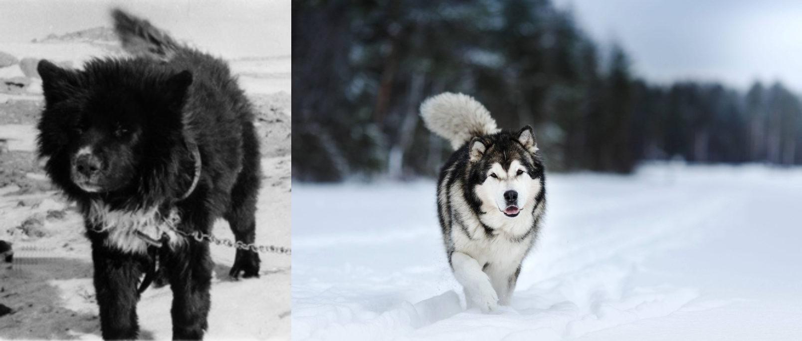 Sakhalin Husky Vs Siberian Husky Breed Comparison