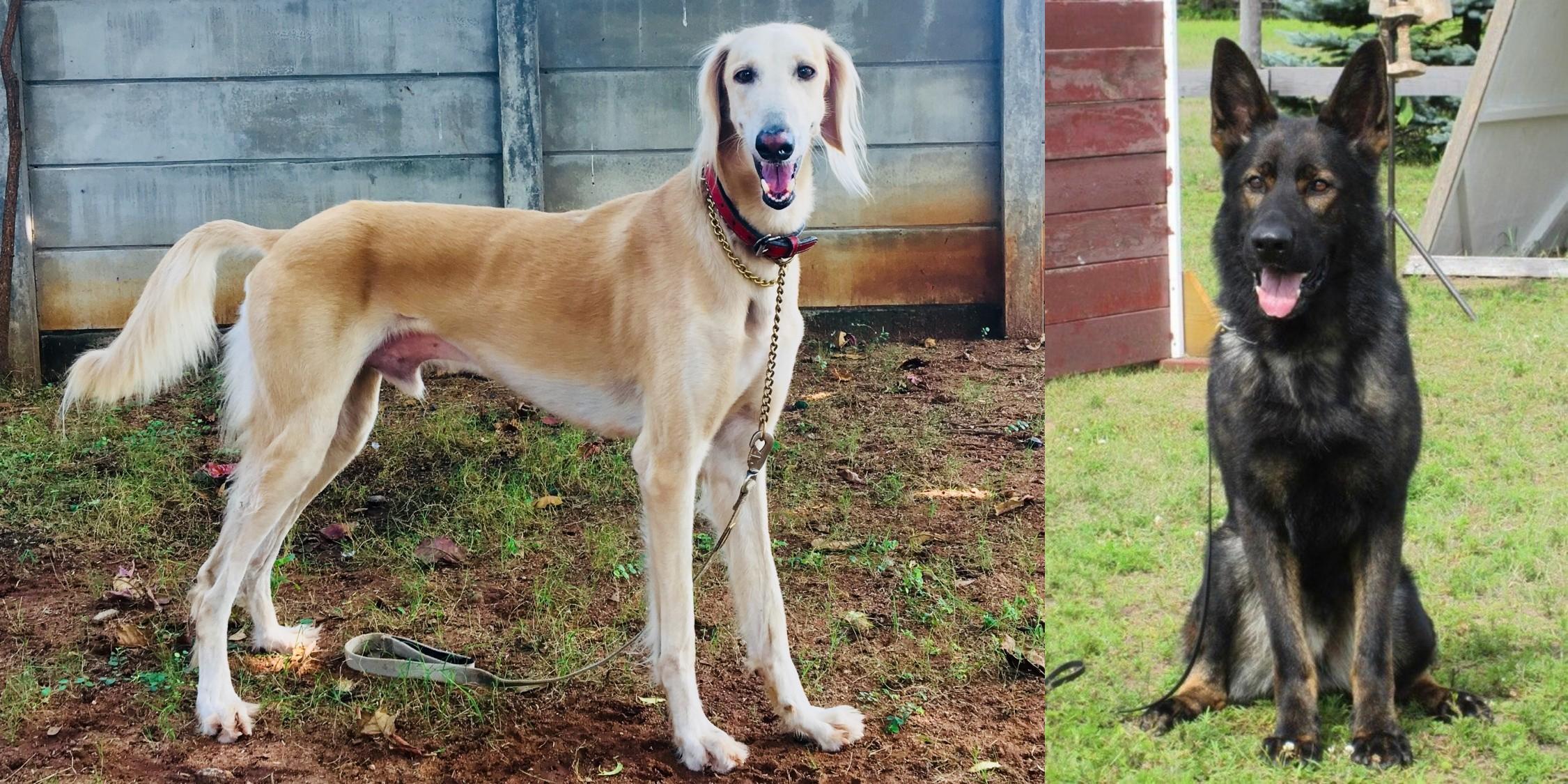 saluki german shepherd mix