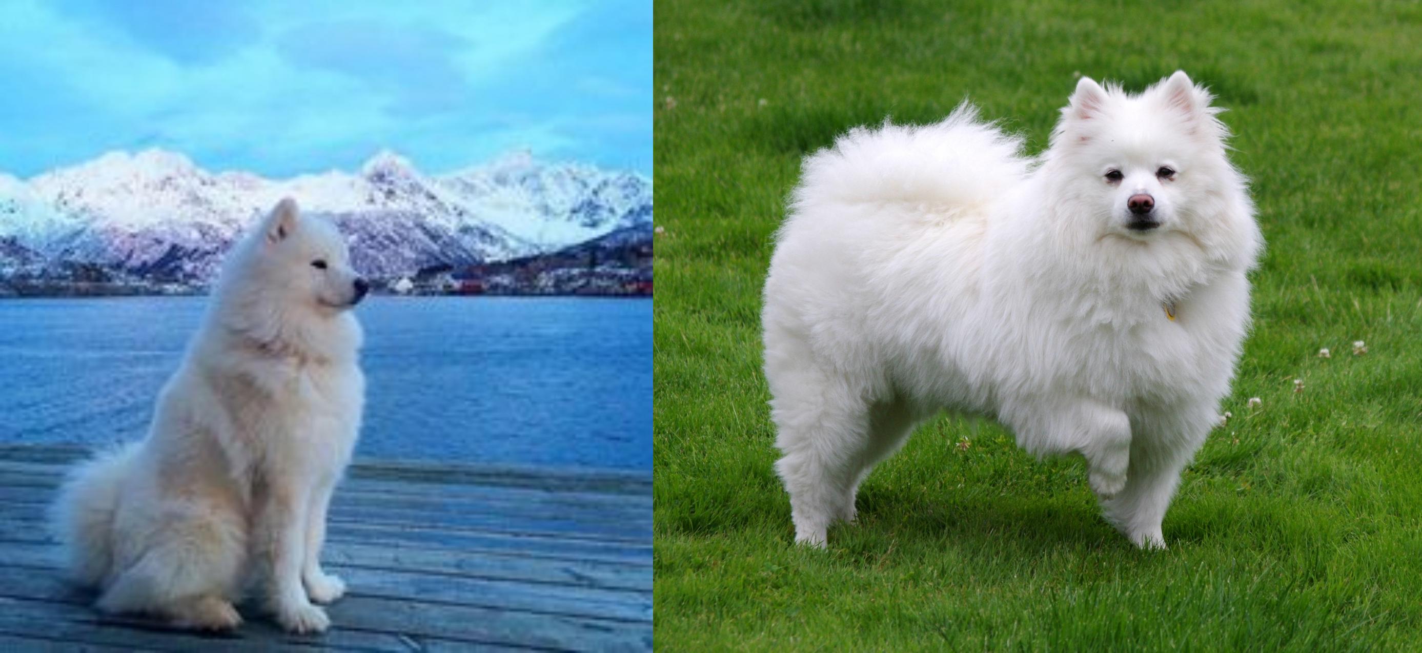 Samoyed Vs American Eskimo Dog Breed Comparison