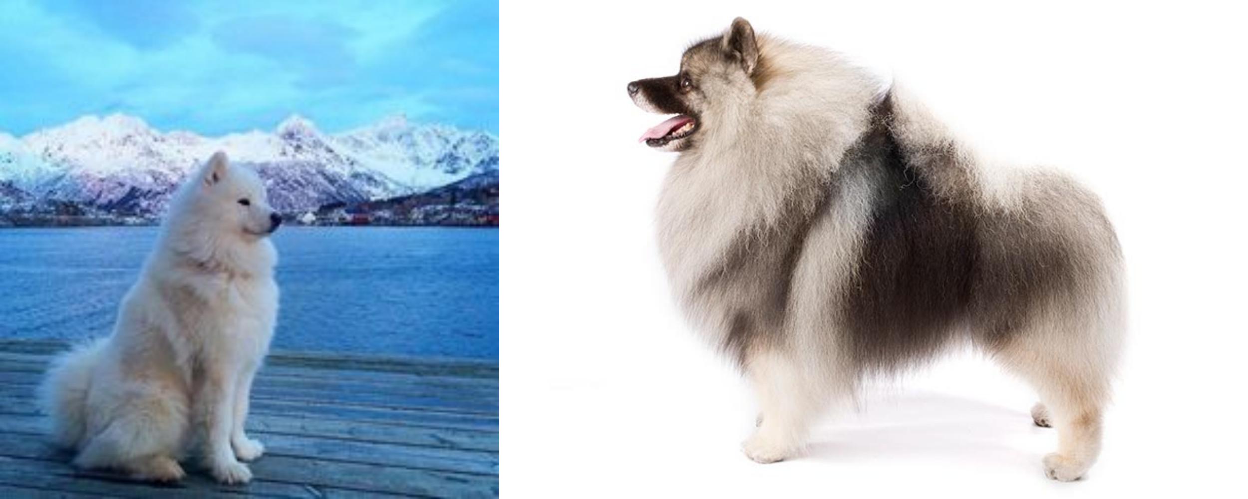 keeshond samoyed mix