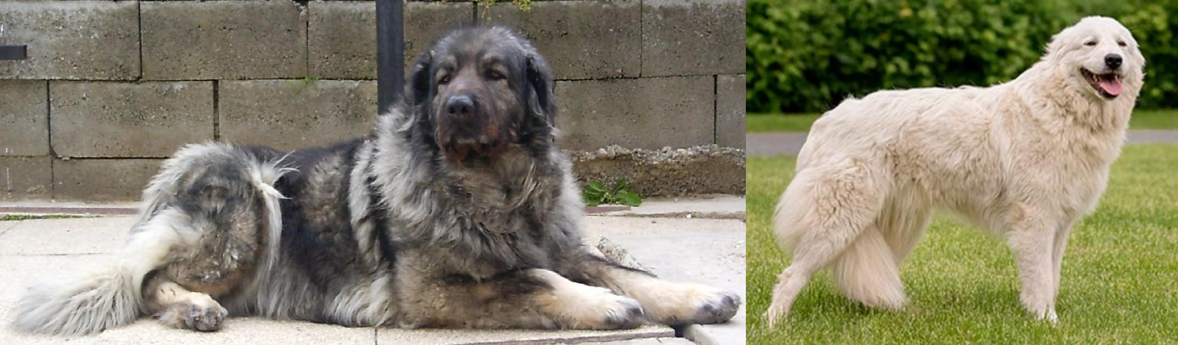 pets at home vip magazine