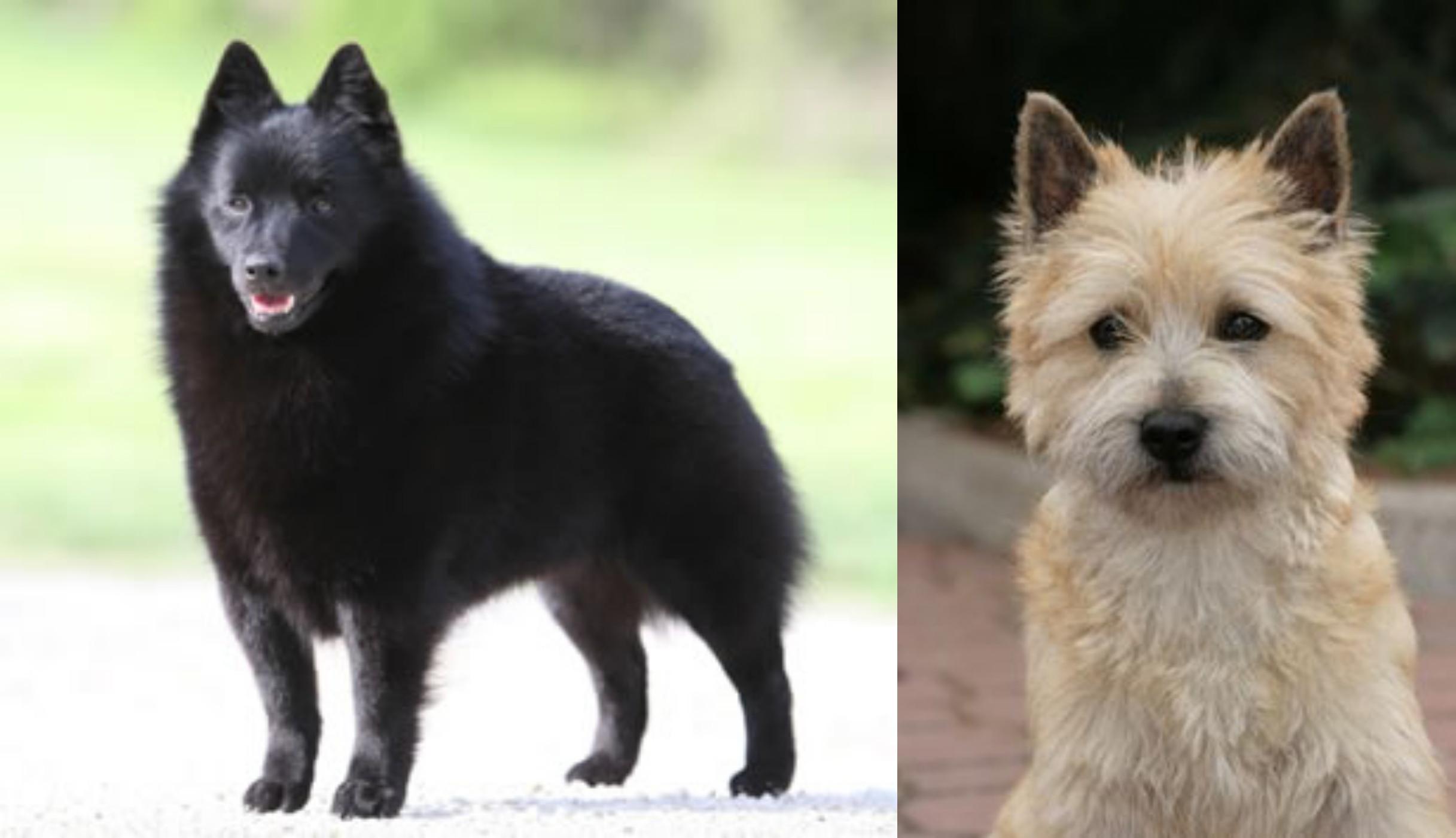schipperke terrier mix
