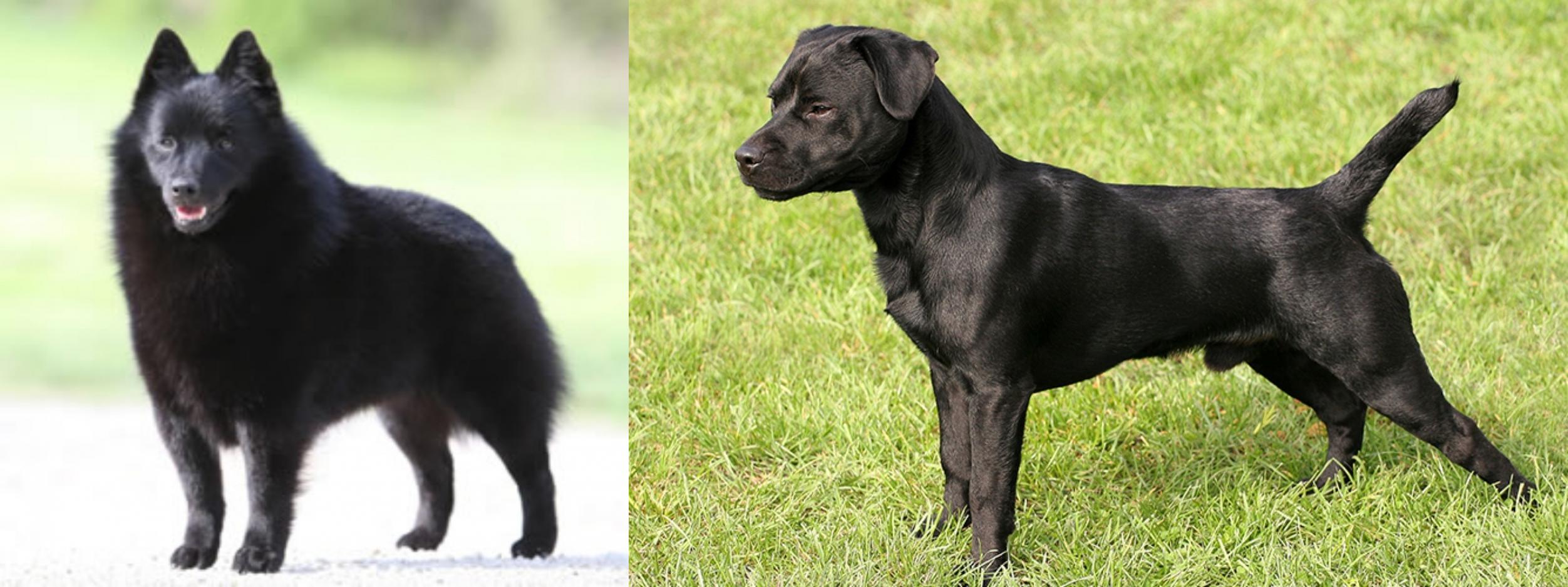 schipperke terrier mix